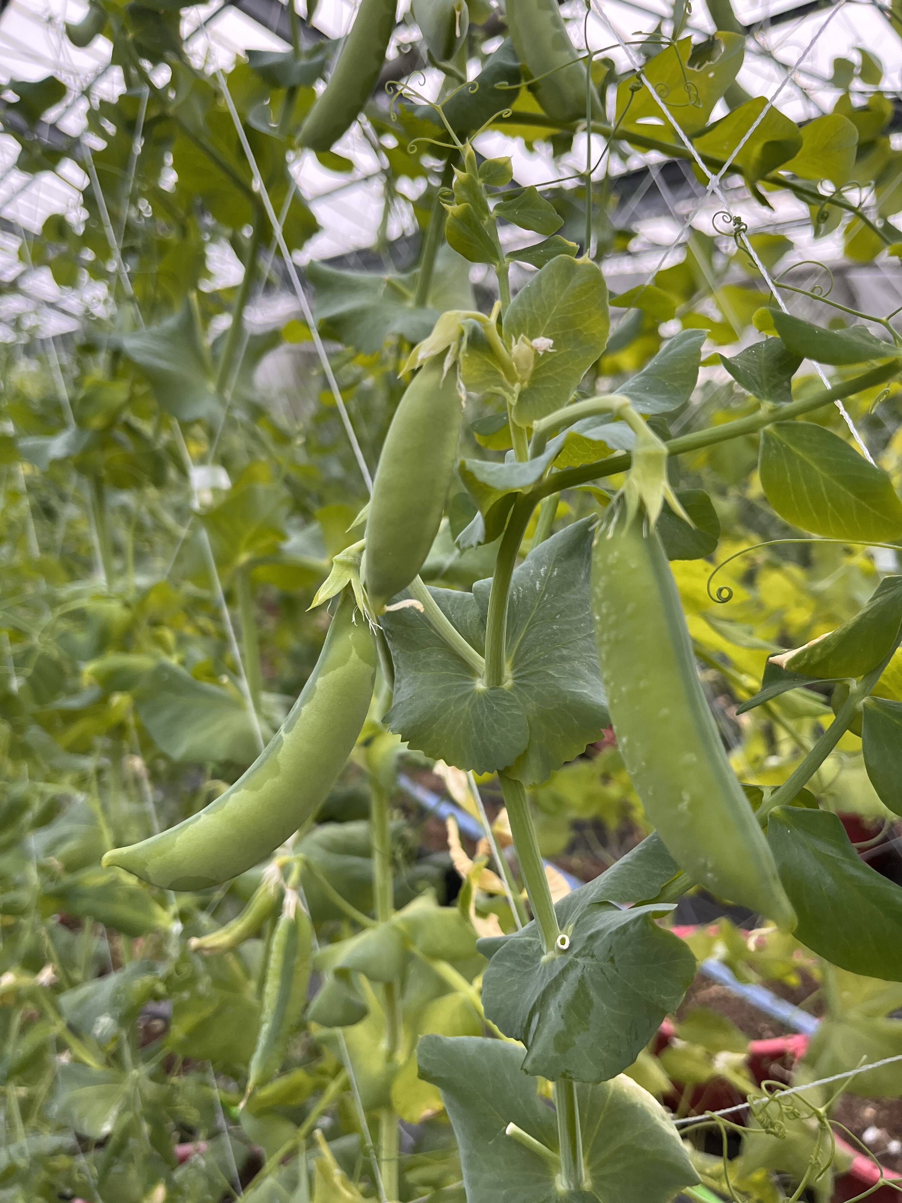 数理限定⭐️スナップエンドウ 訳あり品：愛知県産の豆類｜食べチョク