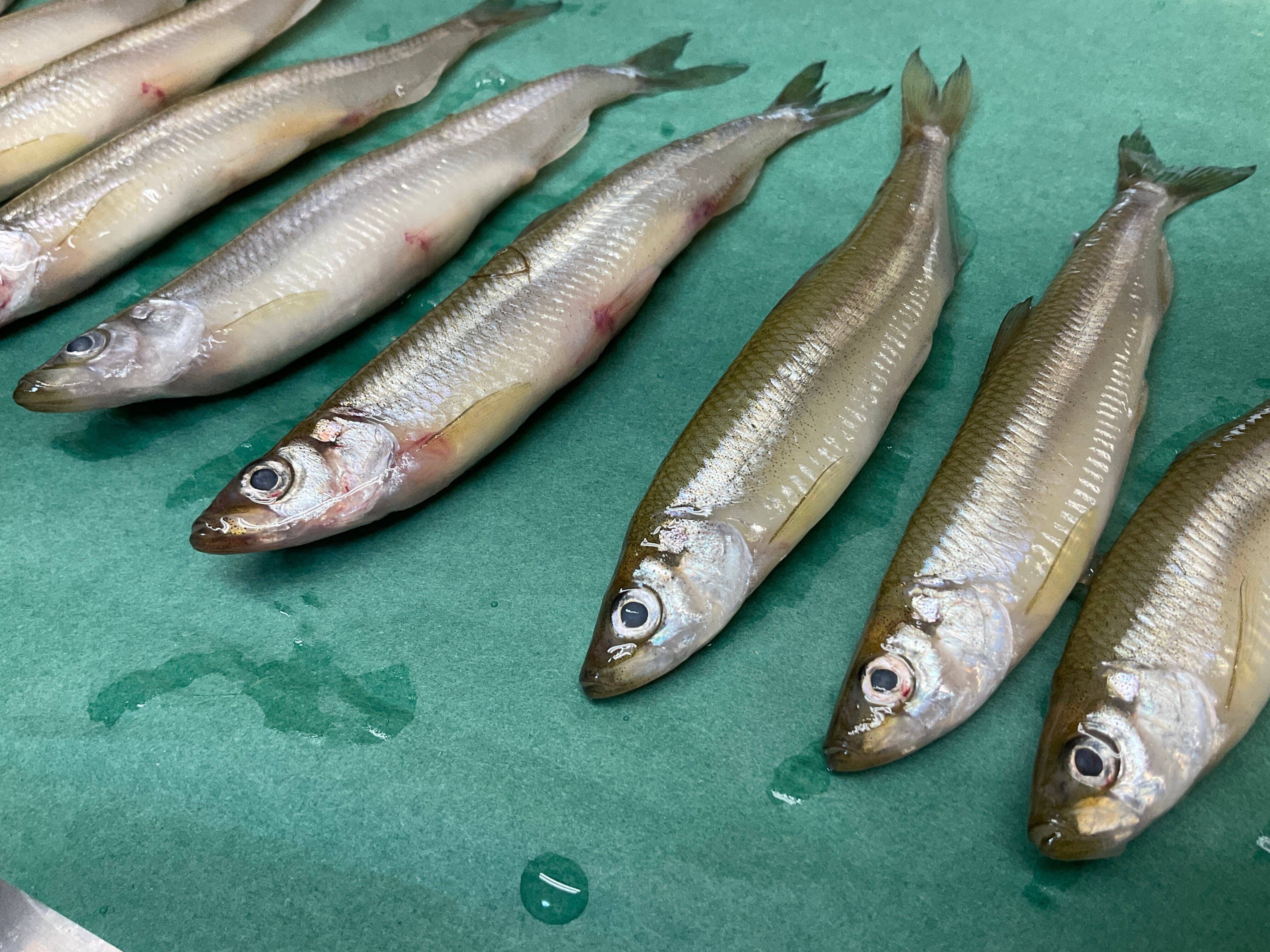 わかさぎの蔵　公魚　２本 ワカサギの蔵 公魚 2020 ワカサギの蔵 公魚 2020 【公式通販】