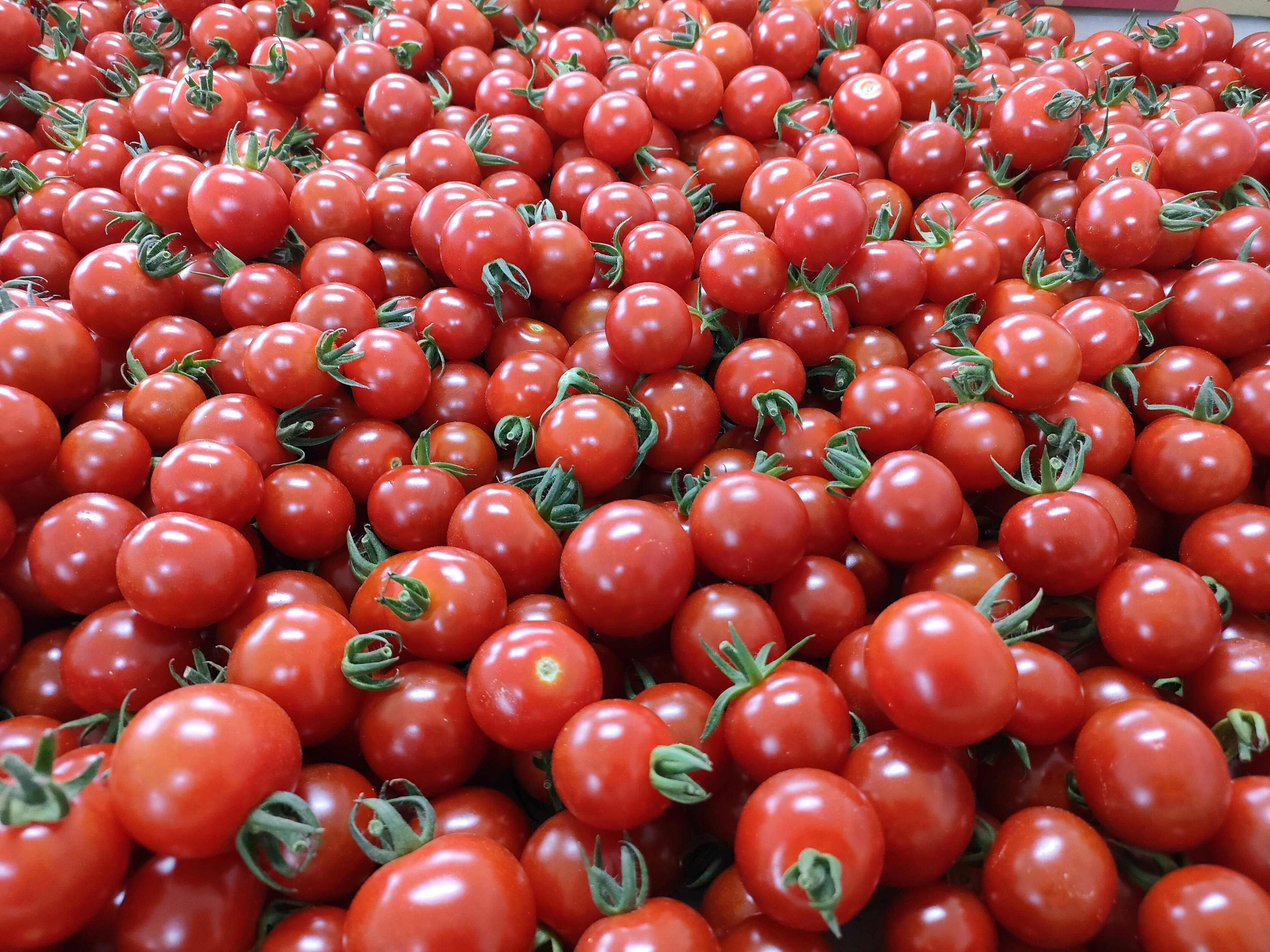 朝採り直送!糖度8以上🍅こだわりのフルーツトマトとこだわりの 朝採り直送!糖度8以上🍅こだわりのフルーツトマトとこだわりの
