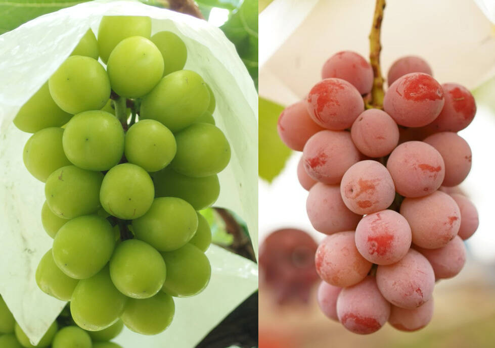 お試しセット】#大人気の2品種 『シャインマスカット』&『クイーン