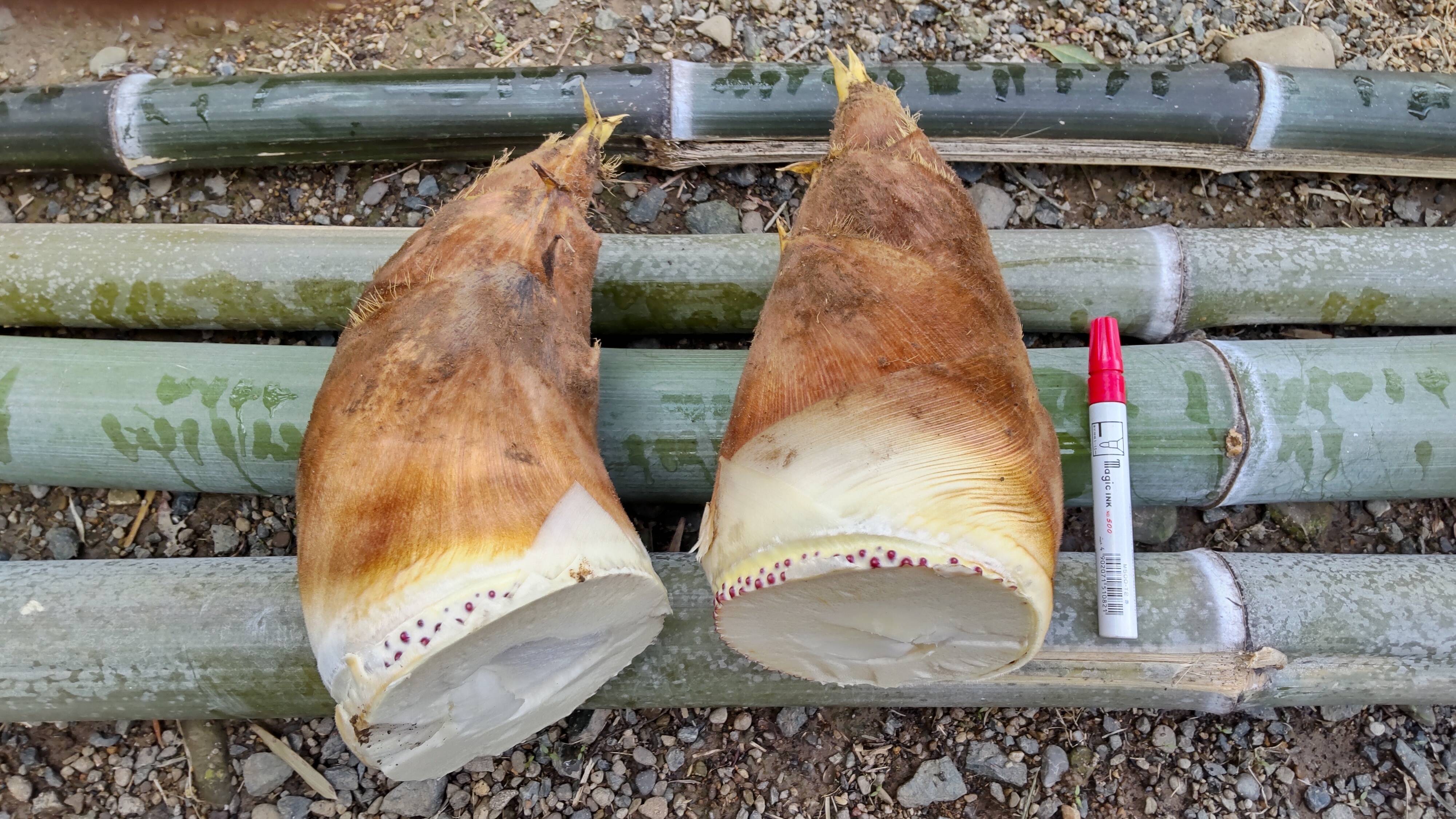予約、数量限定】旬の堀りたてタケノコ3kg(4月後半お届け)：静岡