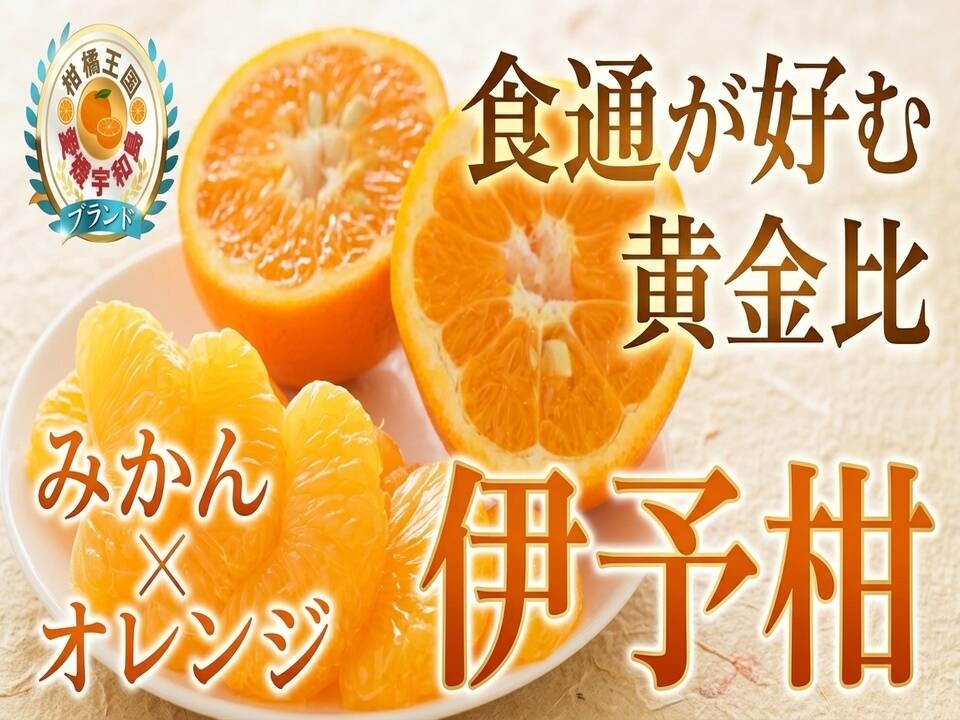 和の高級シトラス】甘み×酸味の黄金比率が生み出す期間限定柑橘『伊予