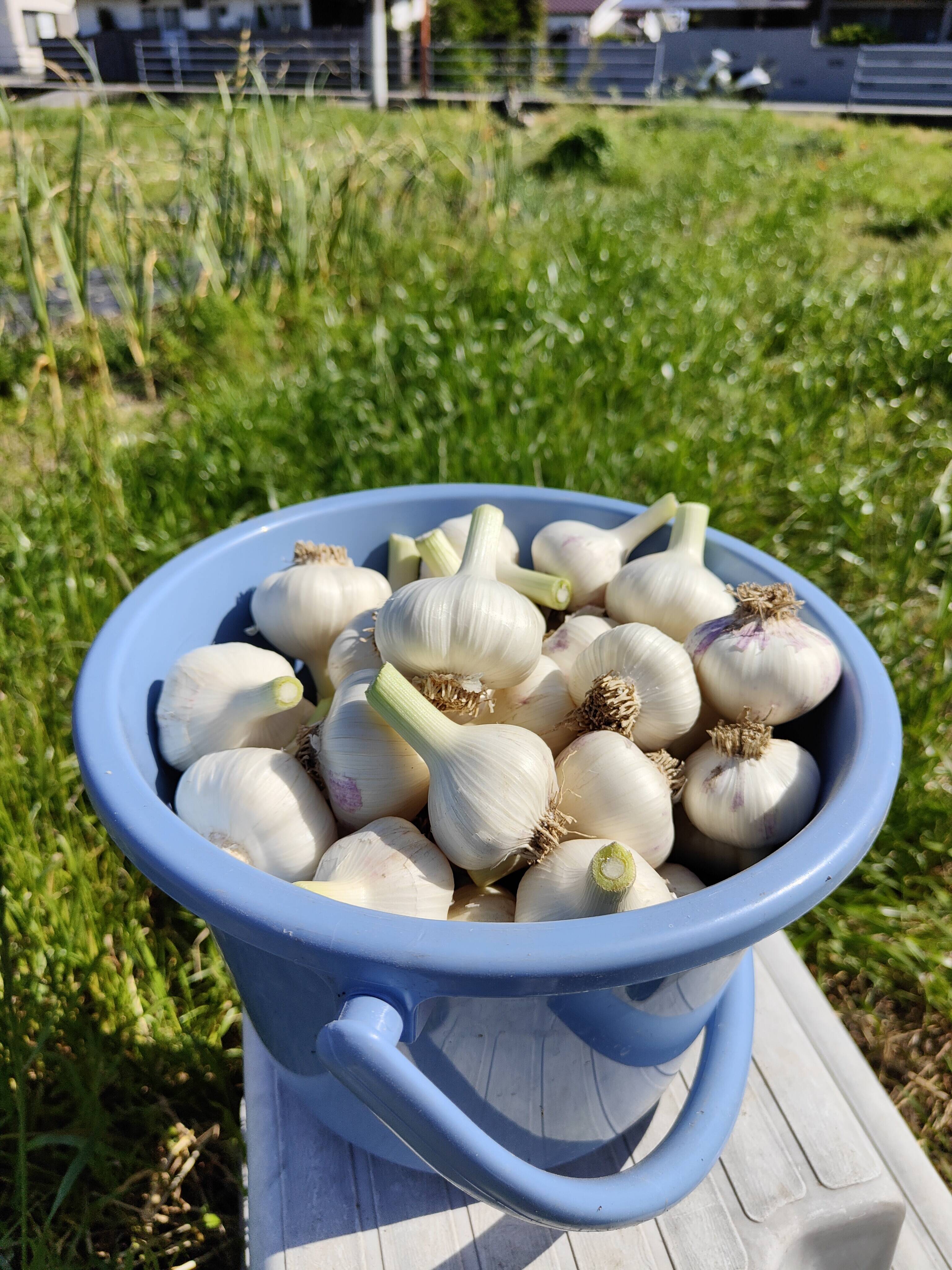 シャキシャキ 新ニンニク 1kg 今が旬：愛媛県産の平戸にんにく｜食べ