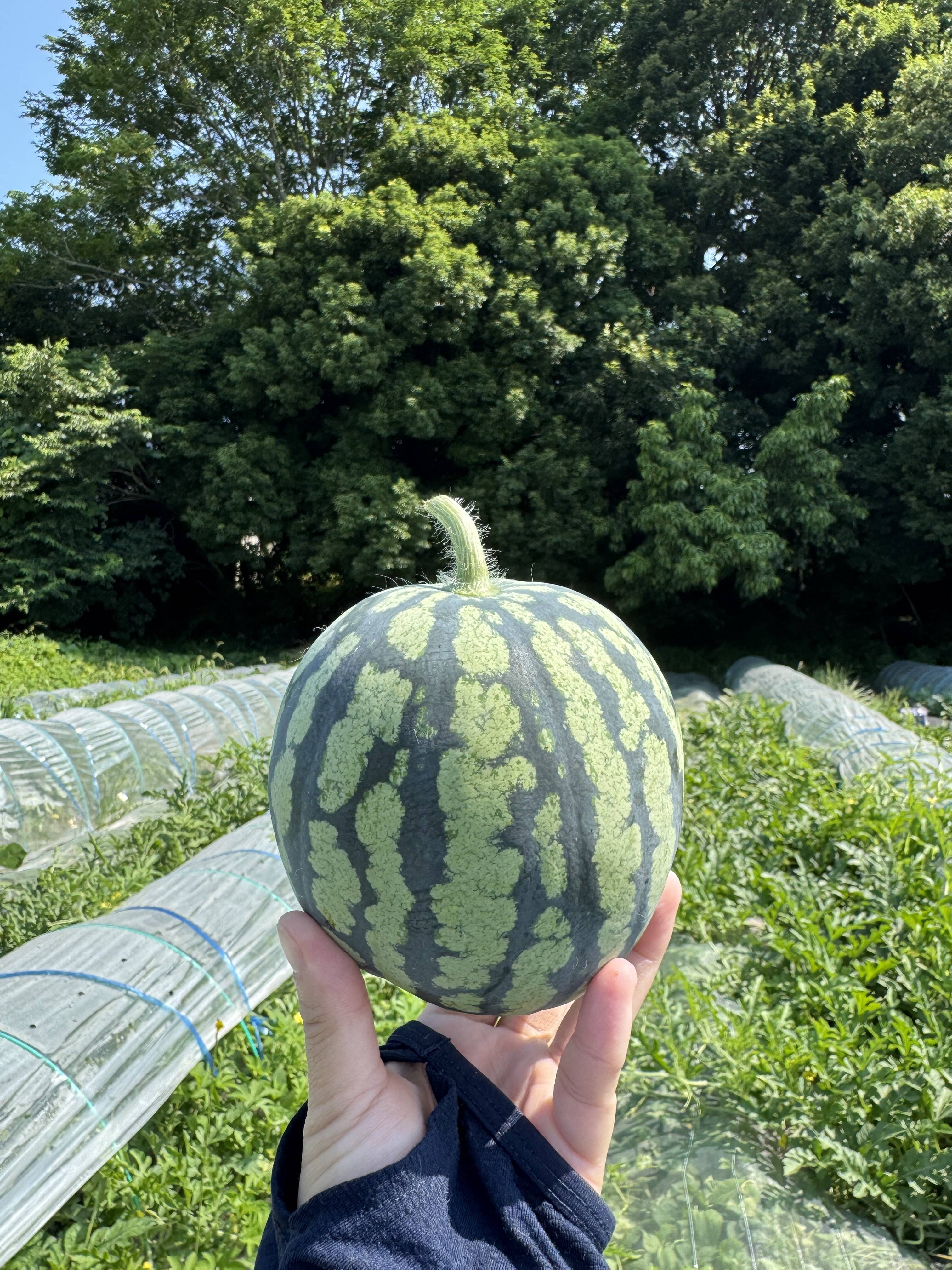 スイカの赤ちゃん 摘果スイカ【3kg前後】（5〜8玉）：茨城県産のその他