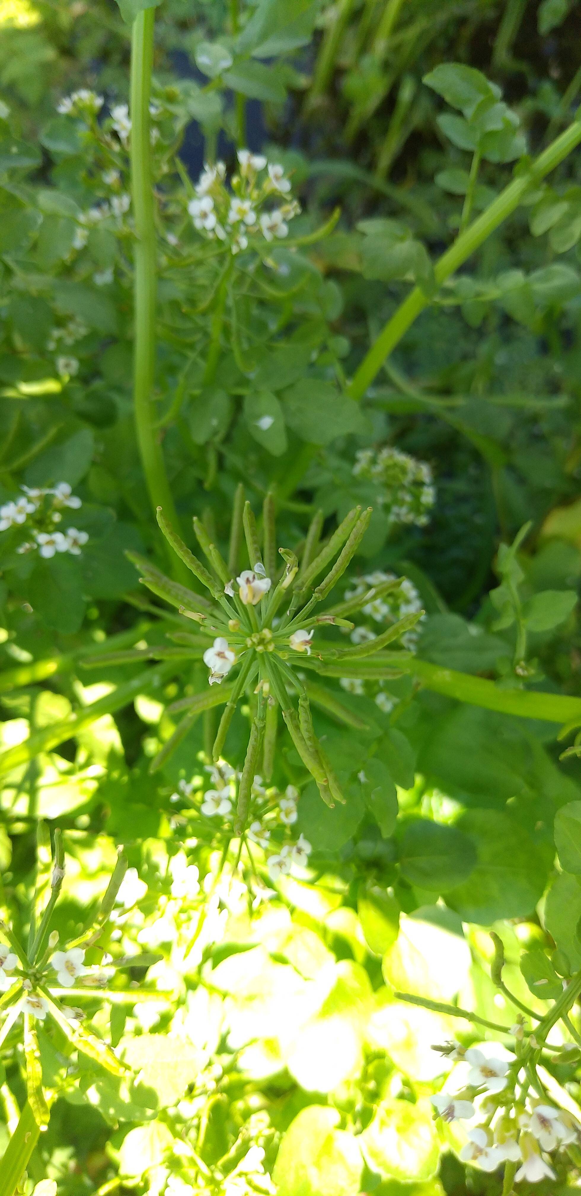 花クレソンも終盤を迎えました｜食べチョク｜産地直送(産直)お取り寄せ