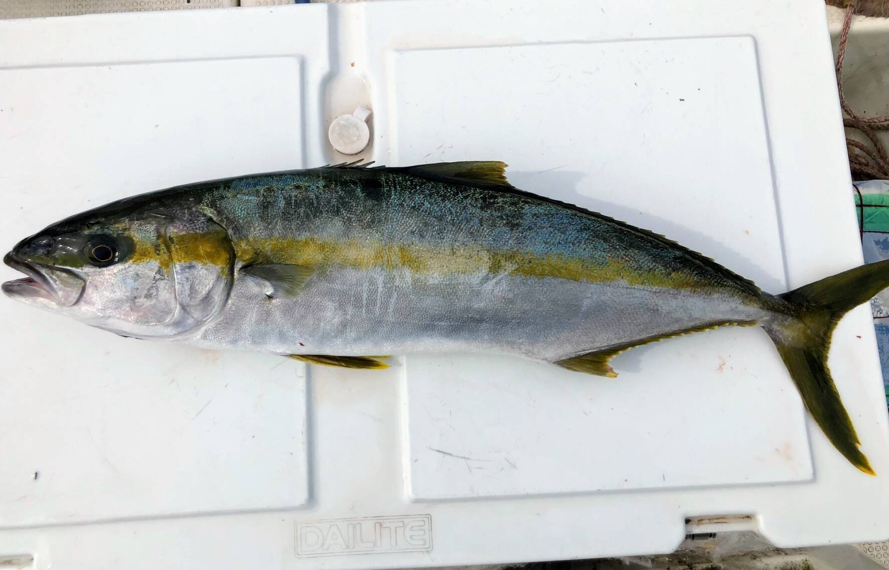 明日朝まで限定 捕れたて ヒラス ヒラマサ 合計 約3 5kg 天然 長崎県 対馬 長崎県産 食べチョク 農家 漁師の産直ネット通販 旬の食材を生産者直送