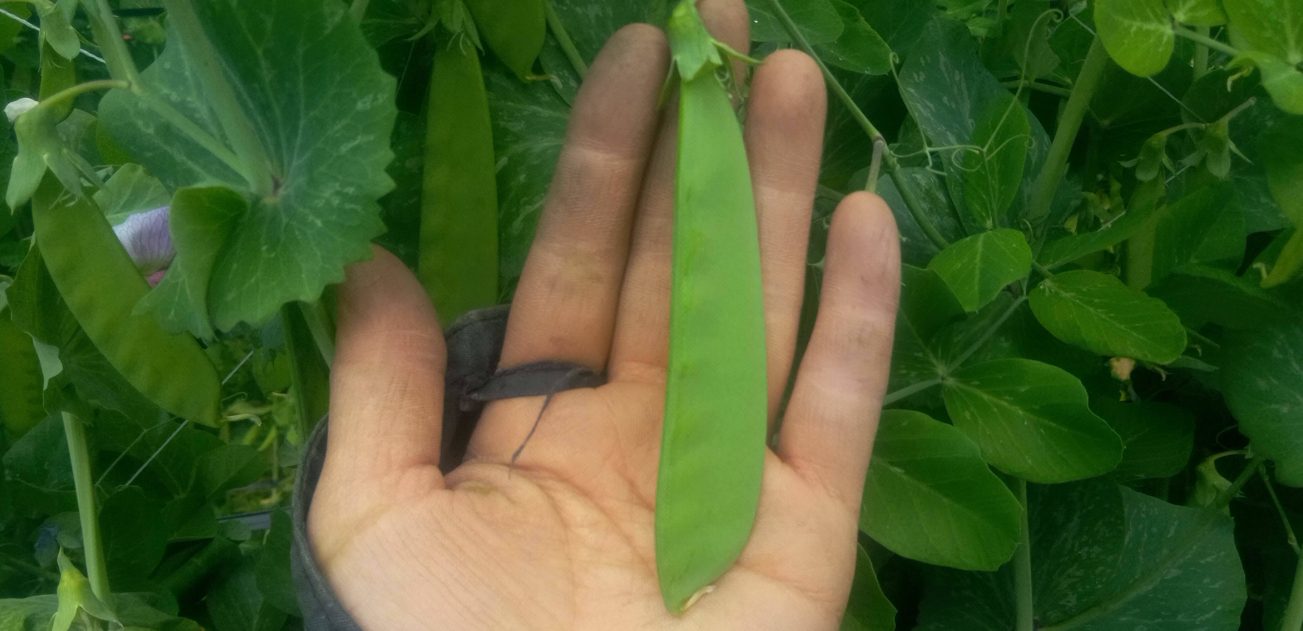 絹さやえんどう 自然栽培、自家採種 300ℊ：和歌山県産の野菜｜食べ