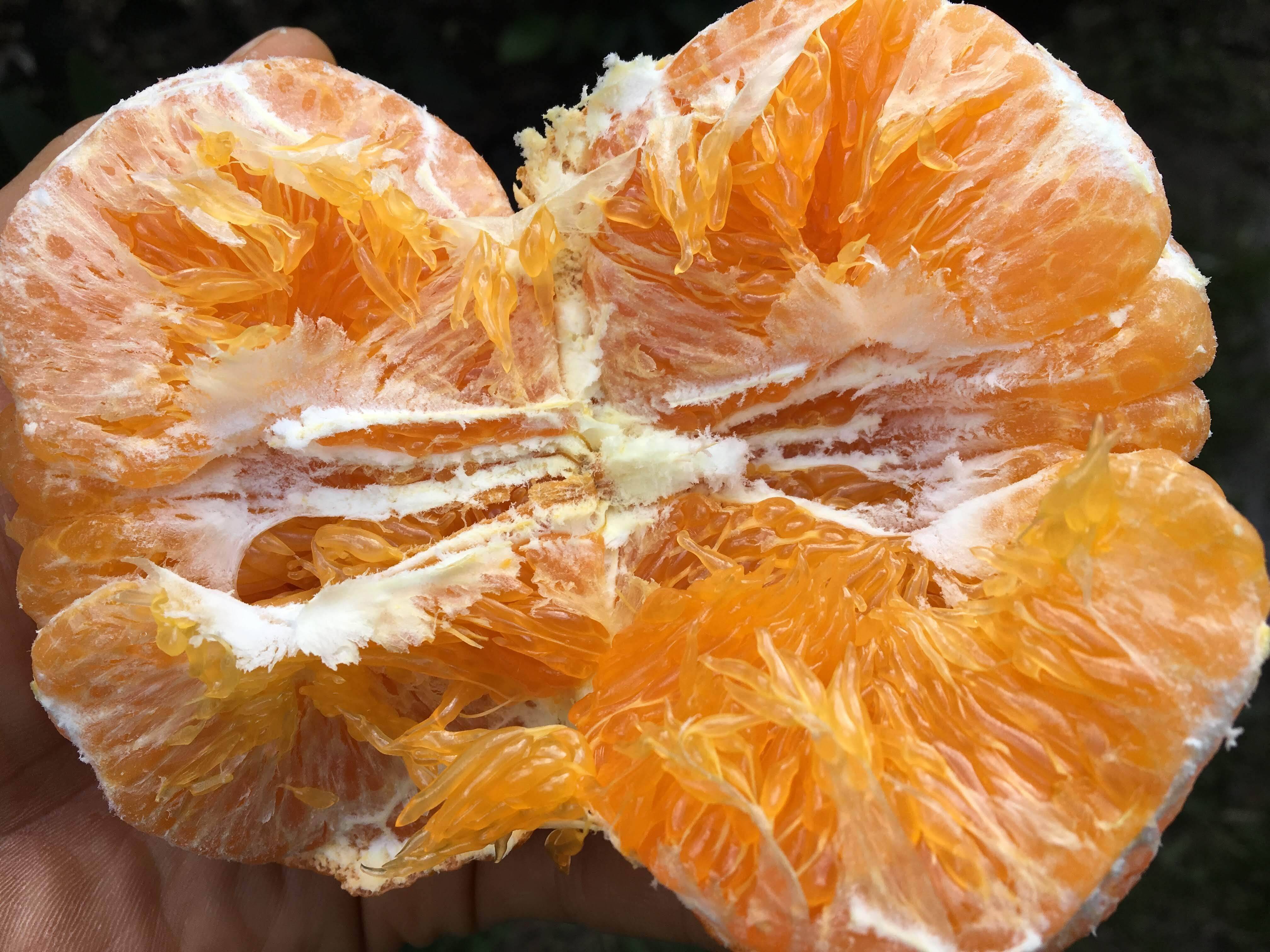 ニャッキー様　愛媛県産甘平さん ニャッキー様 愛媛県産甘平さん 【公式通販】