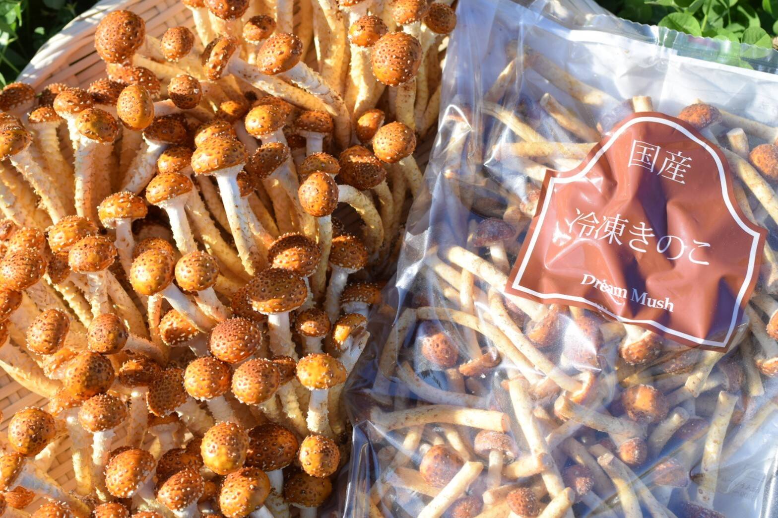 きのこはむ 希少きのこ『博多すぎたけ』500g 独自冷凍技術で風味食感