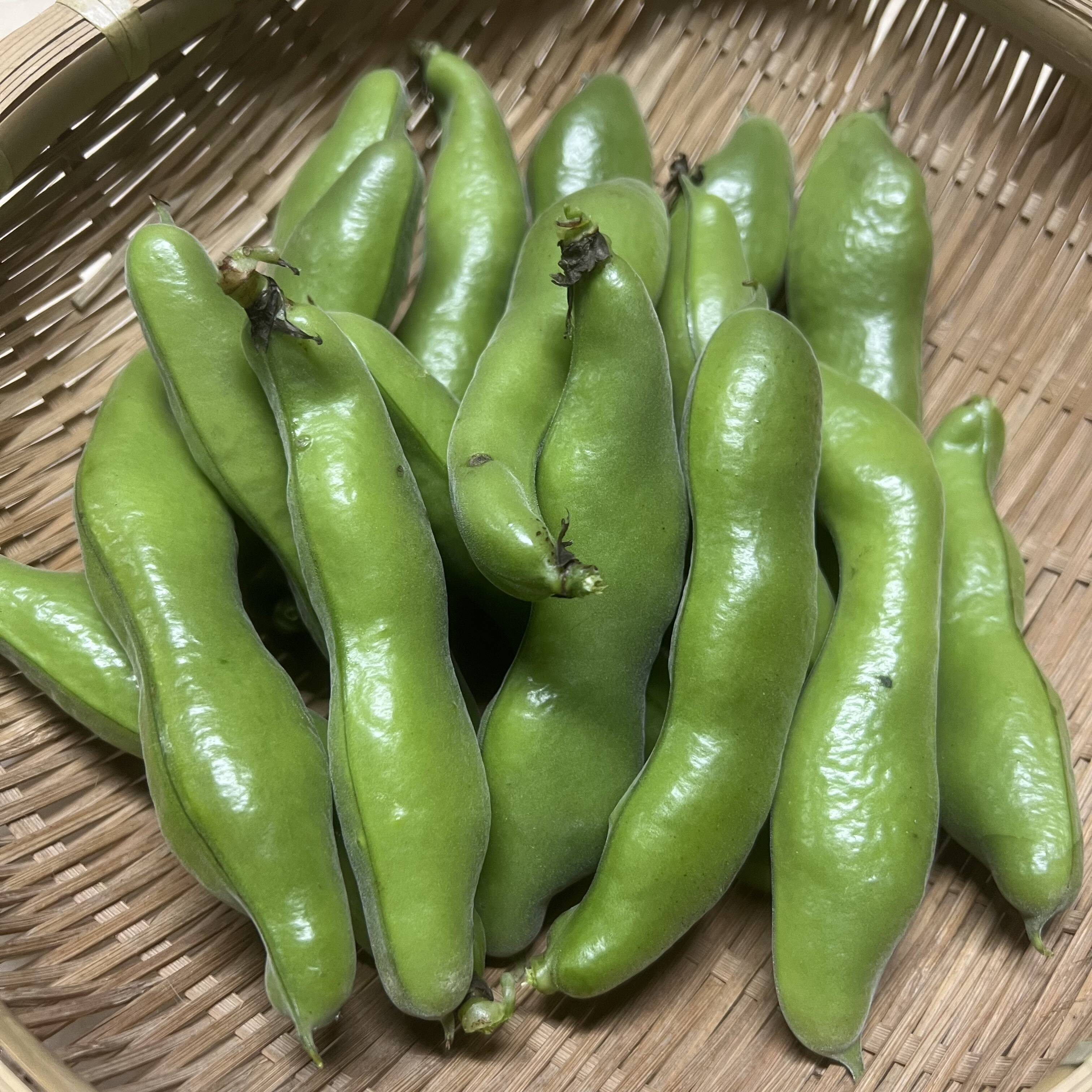 そら豆 予約販売・初夏限定】そら豆（京都産）2kg｜農薬・化学肥料不使用