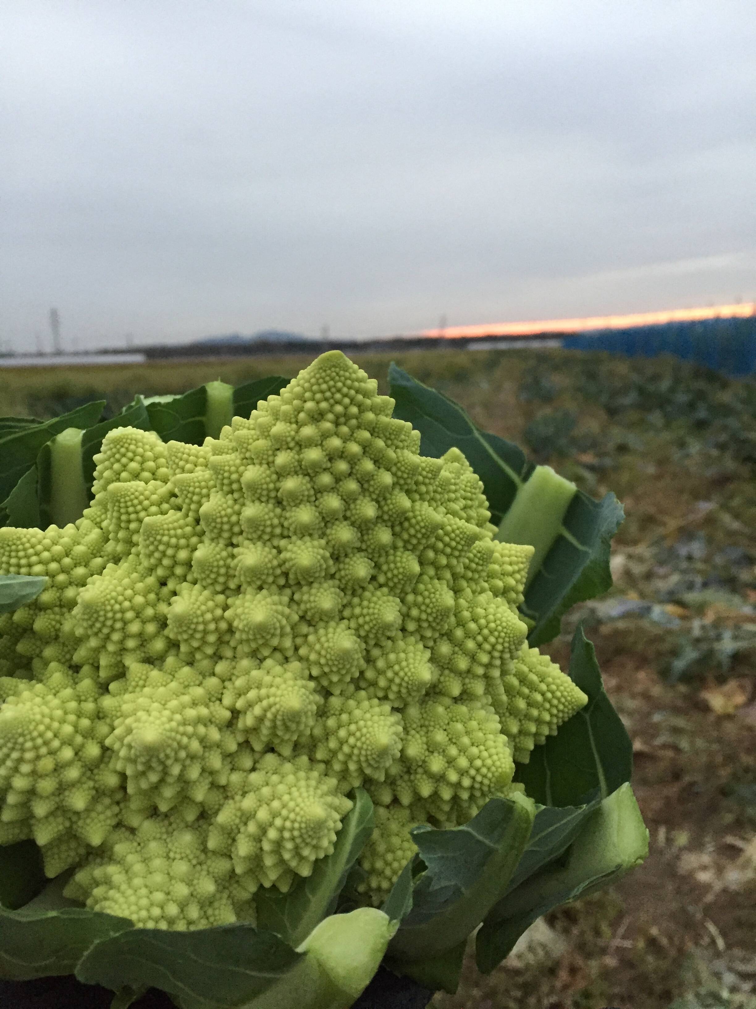 子供も大好き ツブツブ食感 ほんのり甘いロマネスコ 3個 栃木県産 食べチョク 農家 漁師の産直ネット通販 旬の食材を生産者直送 子供も大好き ツブツブ食感 ほんのり甘いロマネスコ 3個 栃木県産 食べチョク 農家 漁師の産直ネット通販 旬の食材を生産者直送