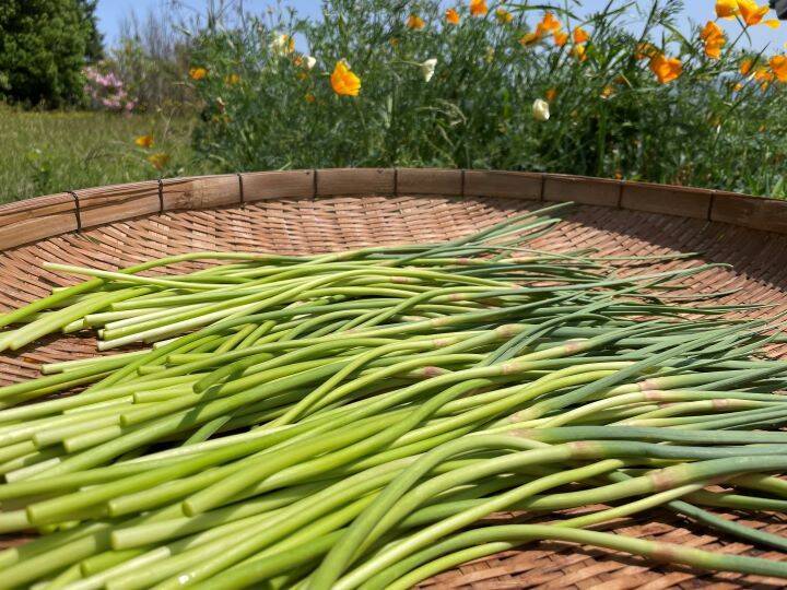 農薬一切不使用 朝摘み ニンニクの芽 600 1年でこの時期だけの旬をお送りします 奈良県産のにんにく 食べチョク 産地直送 産直 お取り寄せ通販 農家 漁師から旬の食材を直送