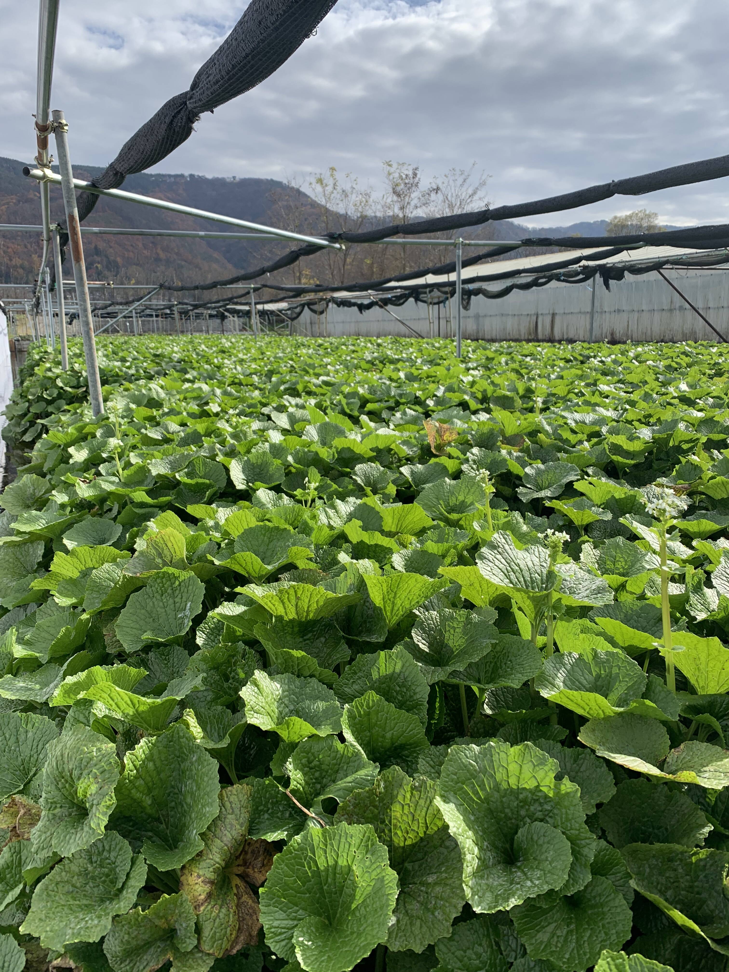 石田わさび農園へのレビュー 商品 長野県 食べチョク 産地直送 産直 お取り寄せ通販 農家 漁師から旬の食材を直送