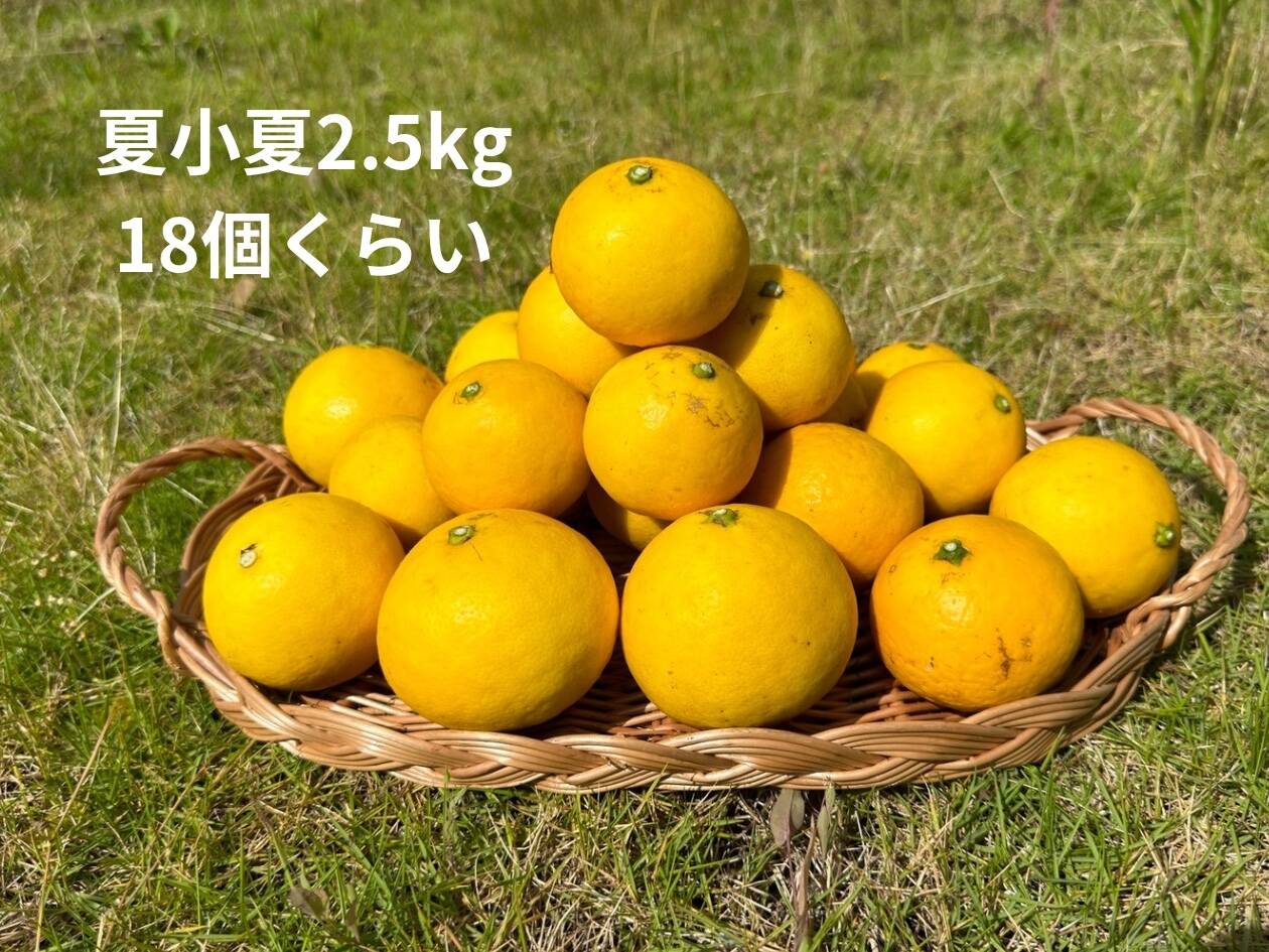 みかん様♡専用ページ みかん様専用ページ