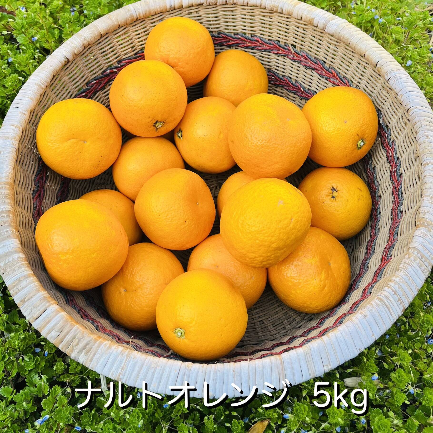 自然栽培]ナルトオレンジ(5kg)栽培期間中農薬不使用、肥料不使用：兵庫
