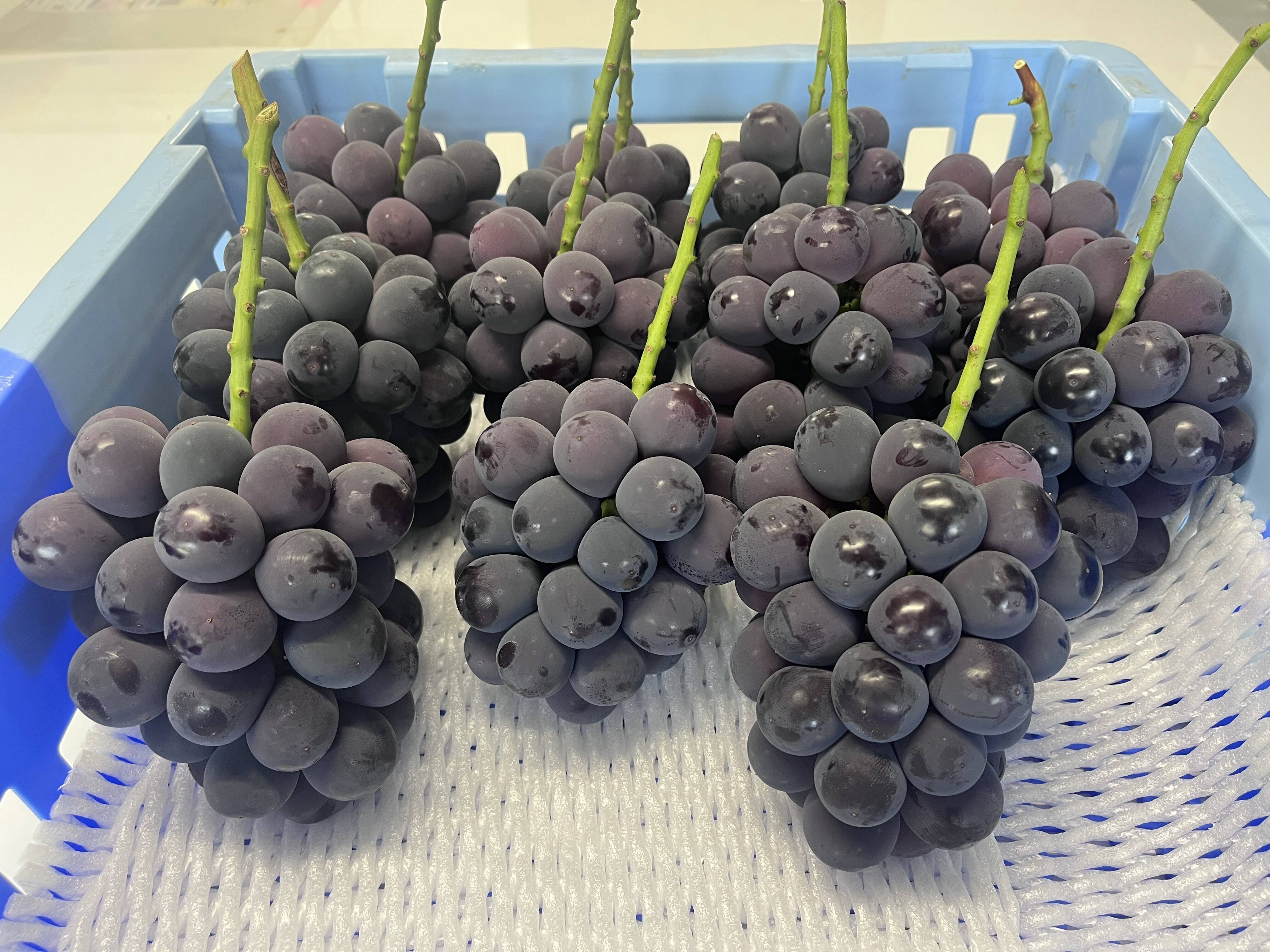 大粒！高糖度！岡山県産ニューピオーネ2kg(4房入) 【夏ギフト】：岡山
