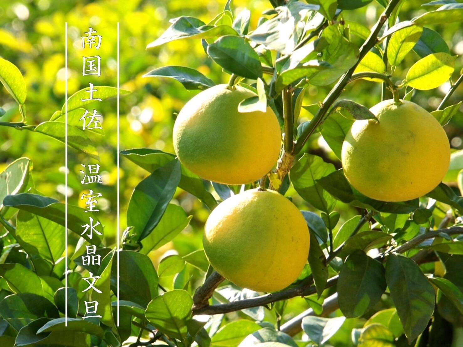 極上柑橘】温室水晶文旦5kg ご家庭用 農薬不使用 自然栽培 四万十産