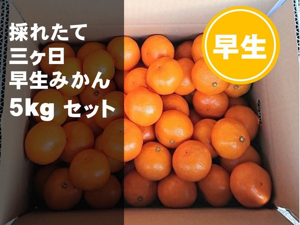 三ヶ日みかん【約５㎏】早生みかん サイズ混合 コクのある濃厚な甘さと酸味のバランス良いみかん：静岡県産の果物｜食べチョク｜産地直送(産直)お取り寄せ通販  - 農家・漁師から旬の食材を直送