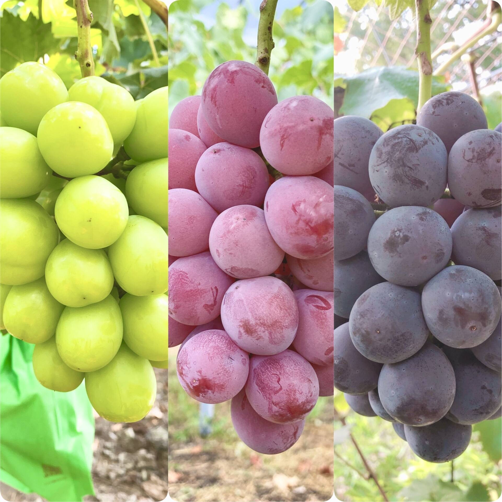 人気3色葡萄セット】シャインマスカット+クイーンニーナ+ニュー