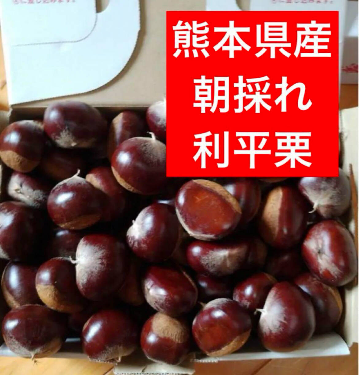 収穫終盤！感謝セール！旨味しっかり！朝採れ、利平栗『熊本県産和栗