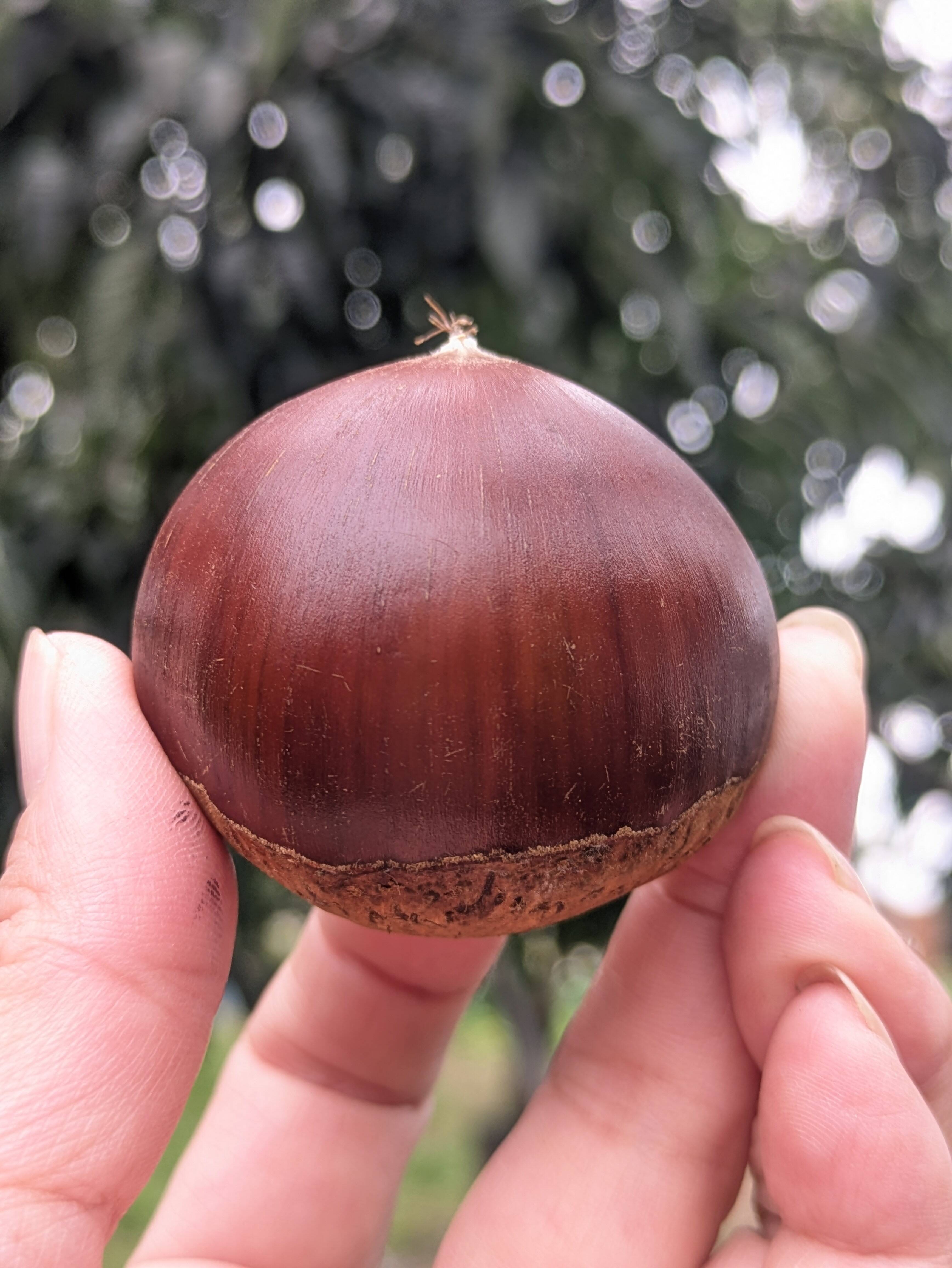秋の味覚 新鮮生栗】大粒和栗4L (1kg)：茨城県産の国見｜食べチョク