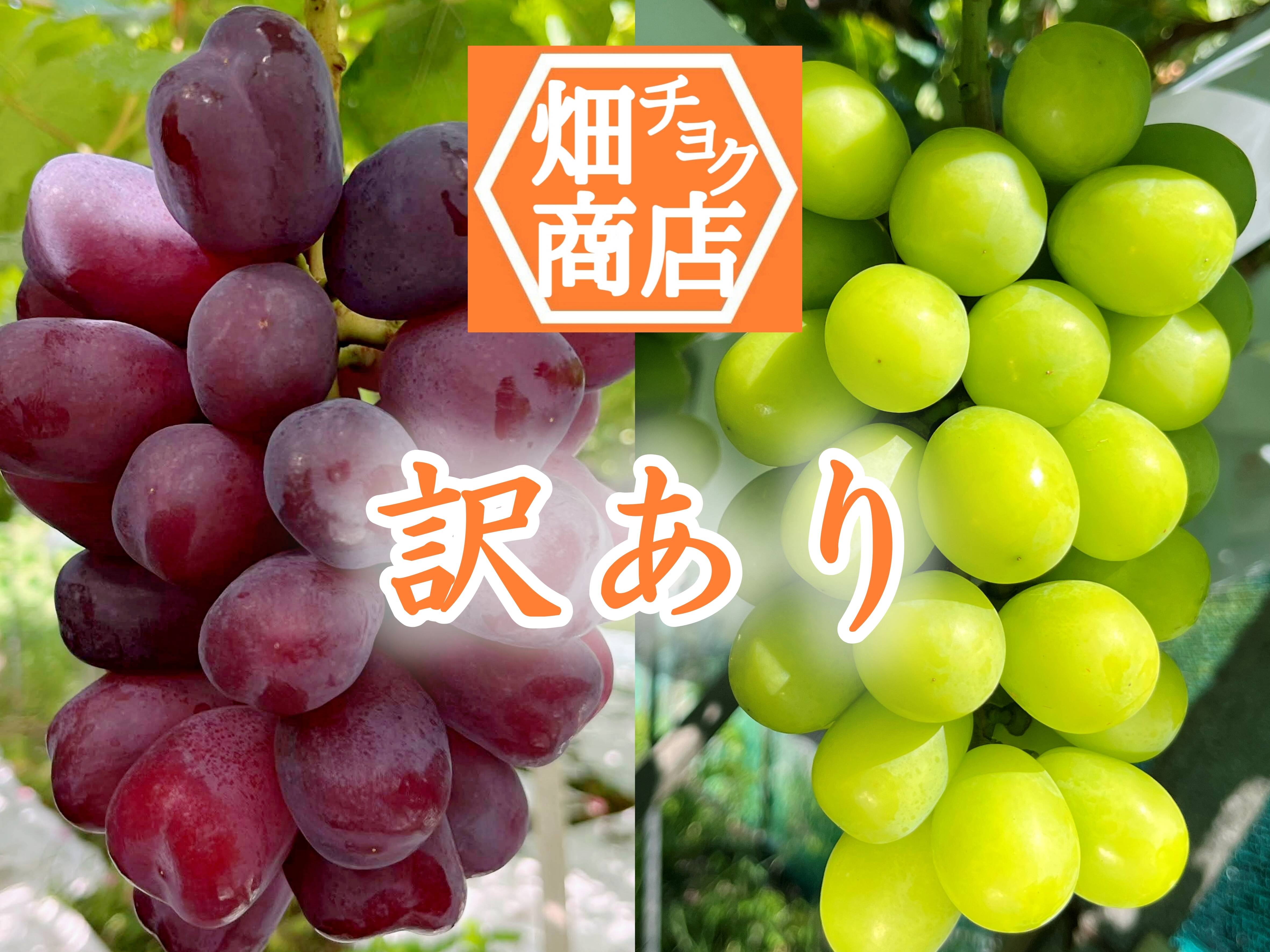 訳あり※数量限定【山梨県産】2品種セット 富士の輝＆シャイン