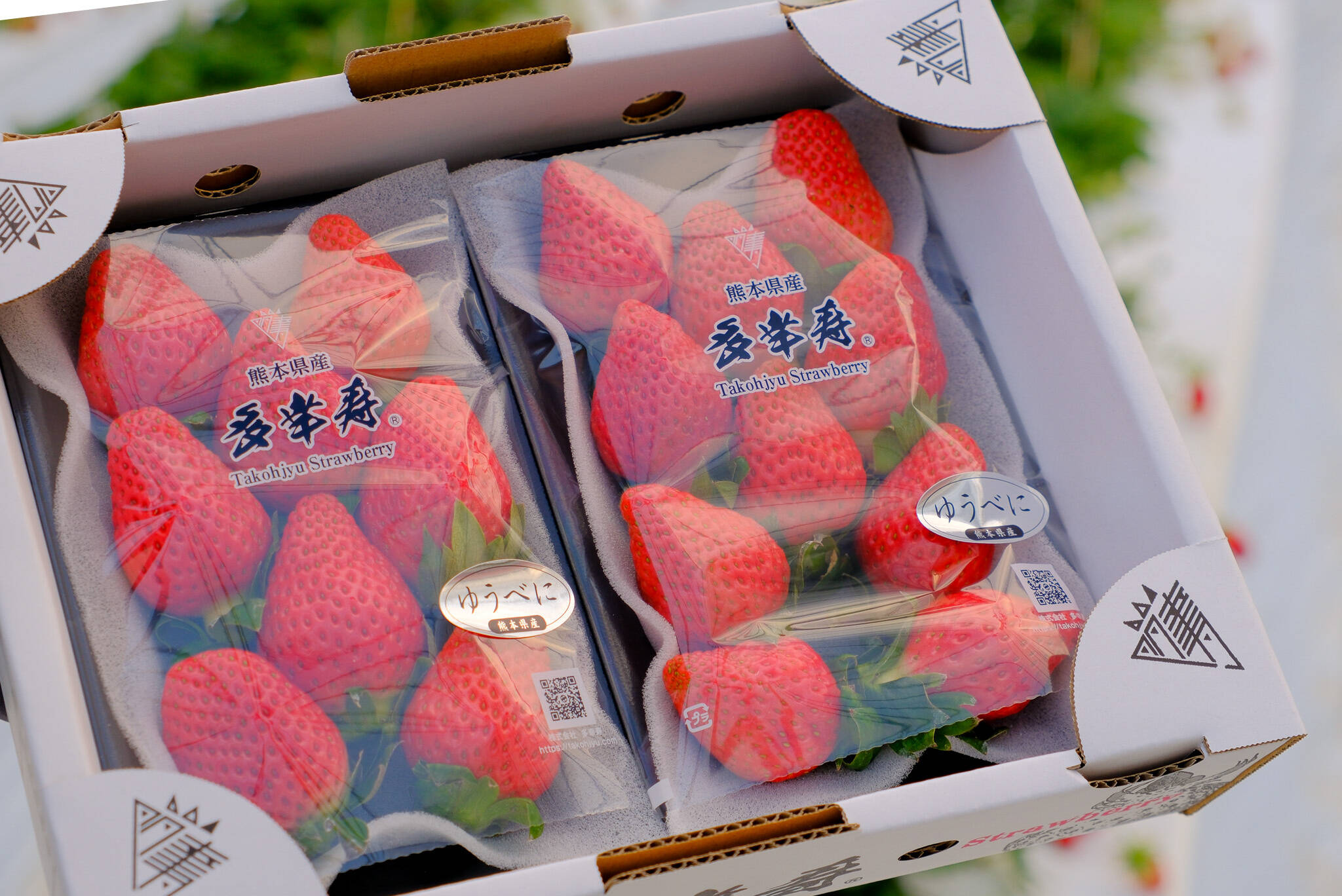 🥉いちごグランプリ2026銅賞受賞！王道バランス！熊本限定『ゆうべに