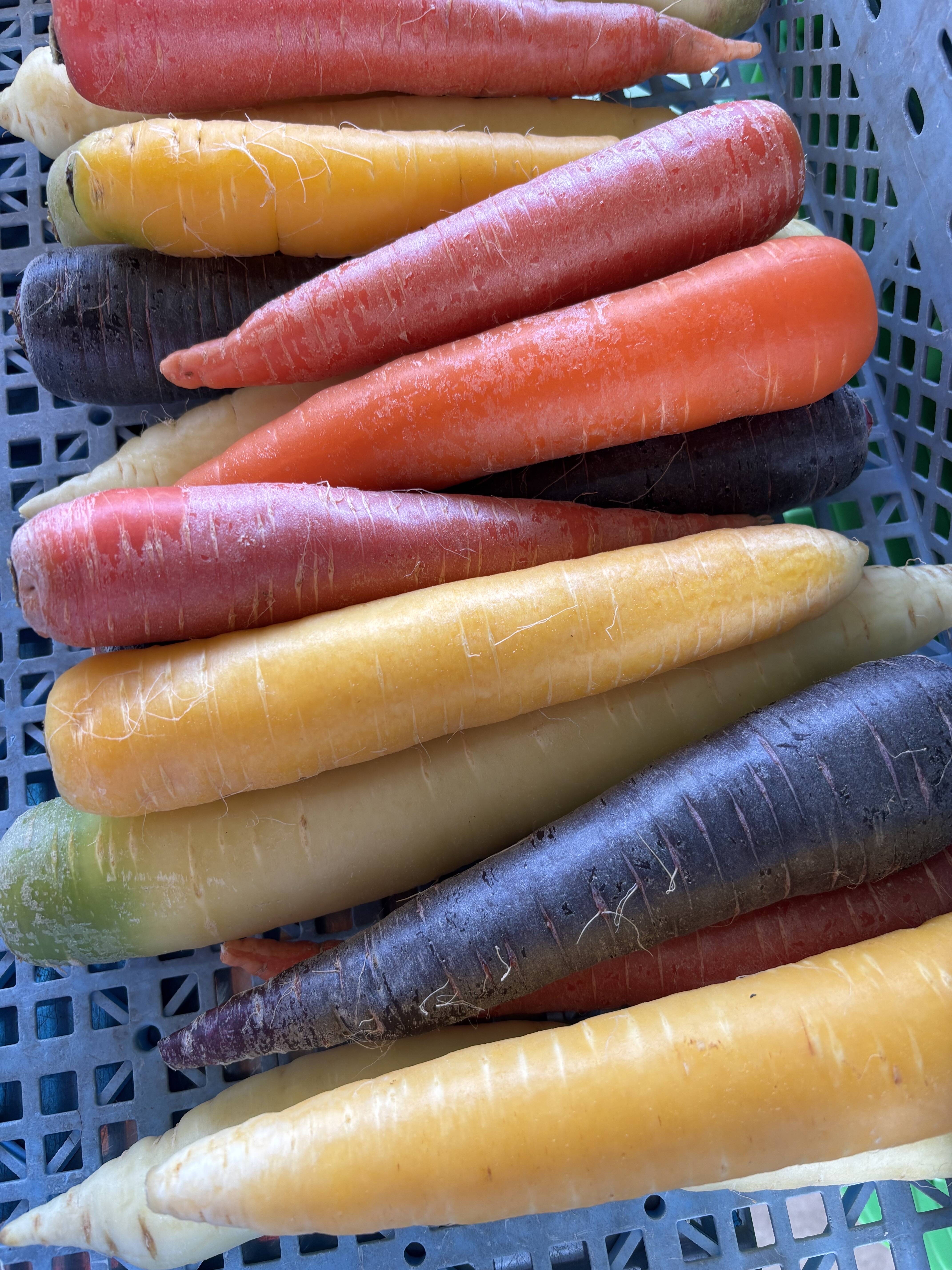6キロ Lサイズカラフル人参：富山県産の野菜｜食べチョク｜産地直送
