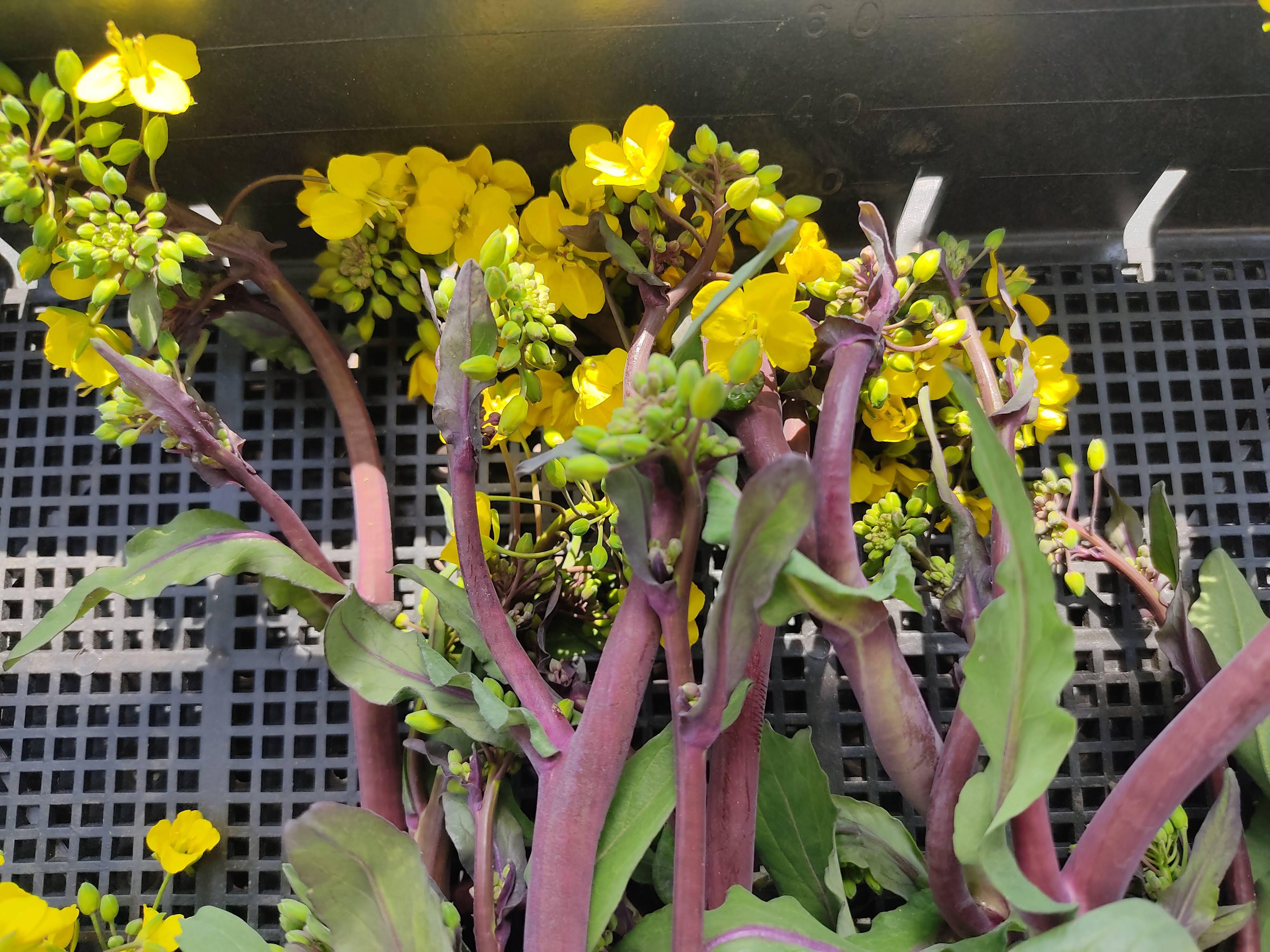 ✨【春限定】甘くてシャキッ！農薬・化成肥料不使用の紅菜苔（こうさい