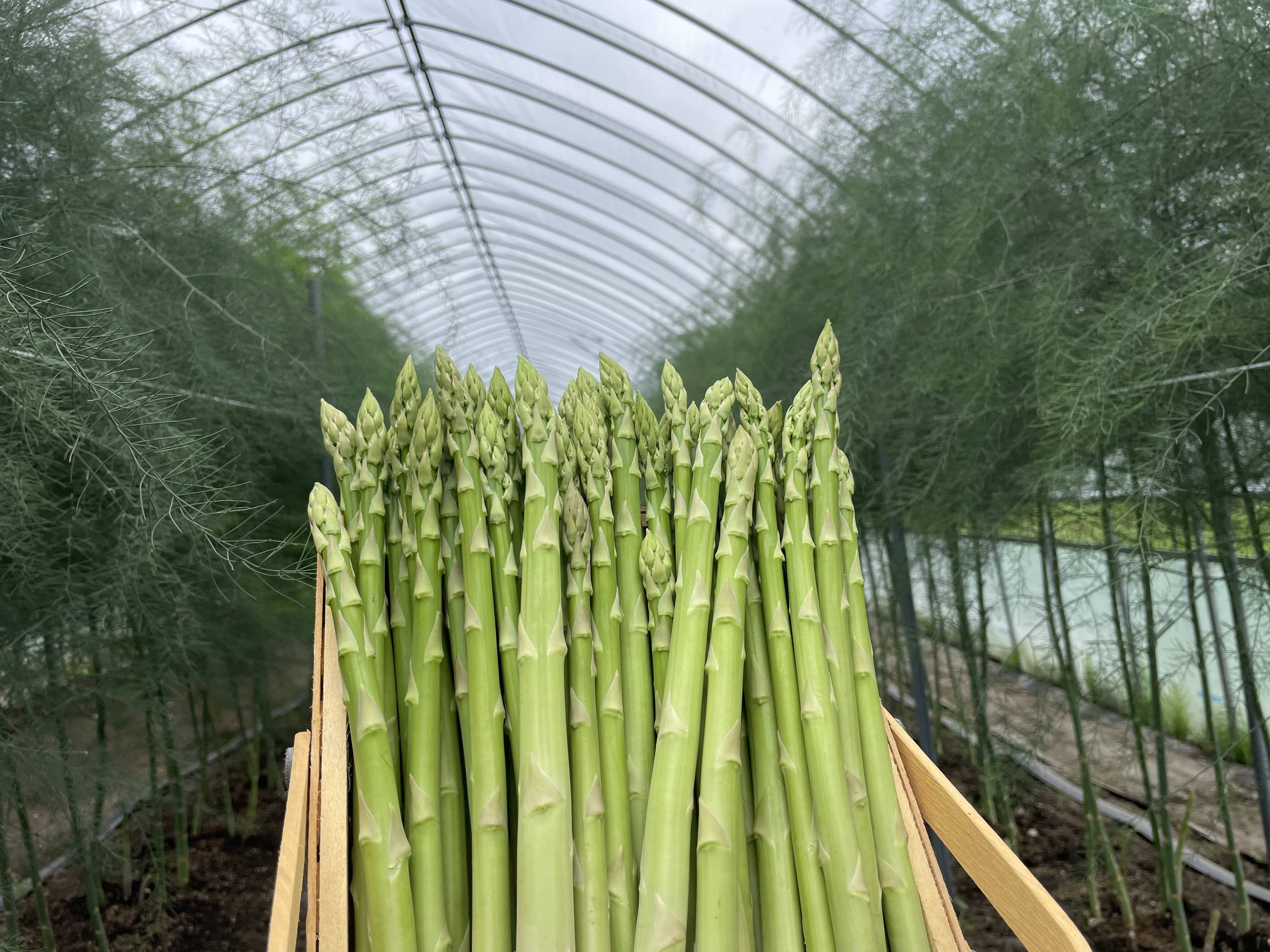2025あまーい！北海道産、夏芽アスパラ(1kg )【夏ギフト】：北海道産の