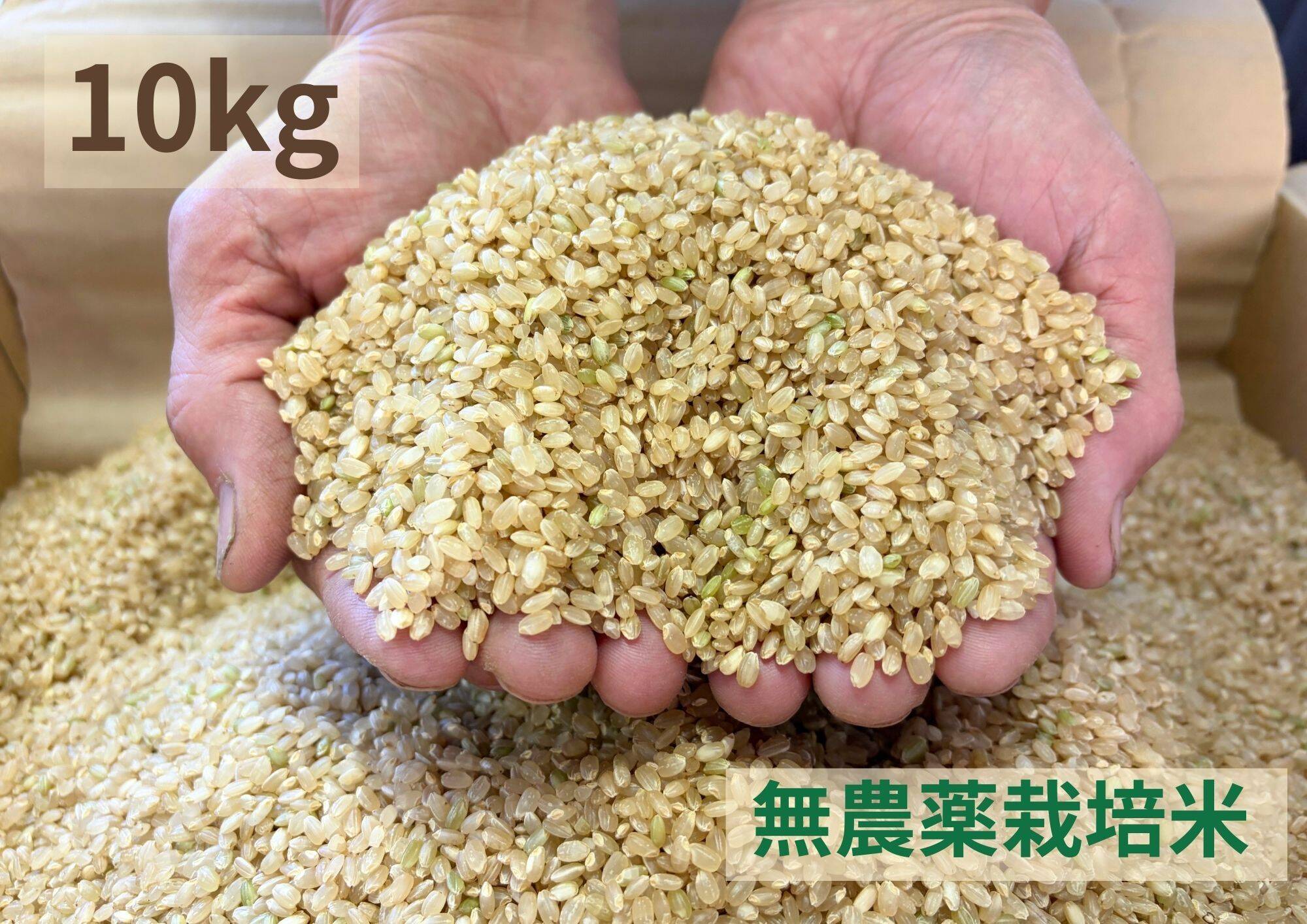 令和7年産】農薬不使用 コシヒカリ 玄米 10kg（真空袋5kg×2袋
