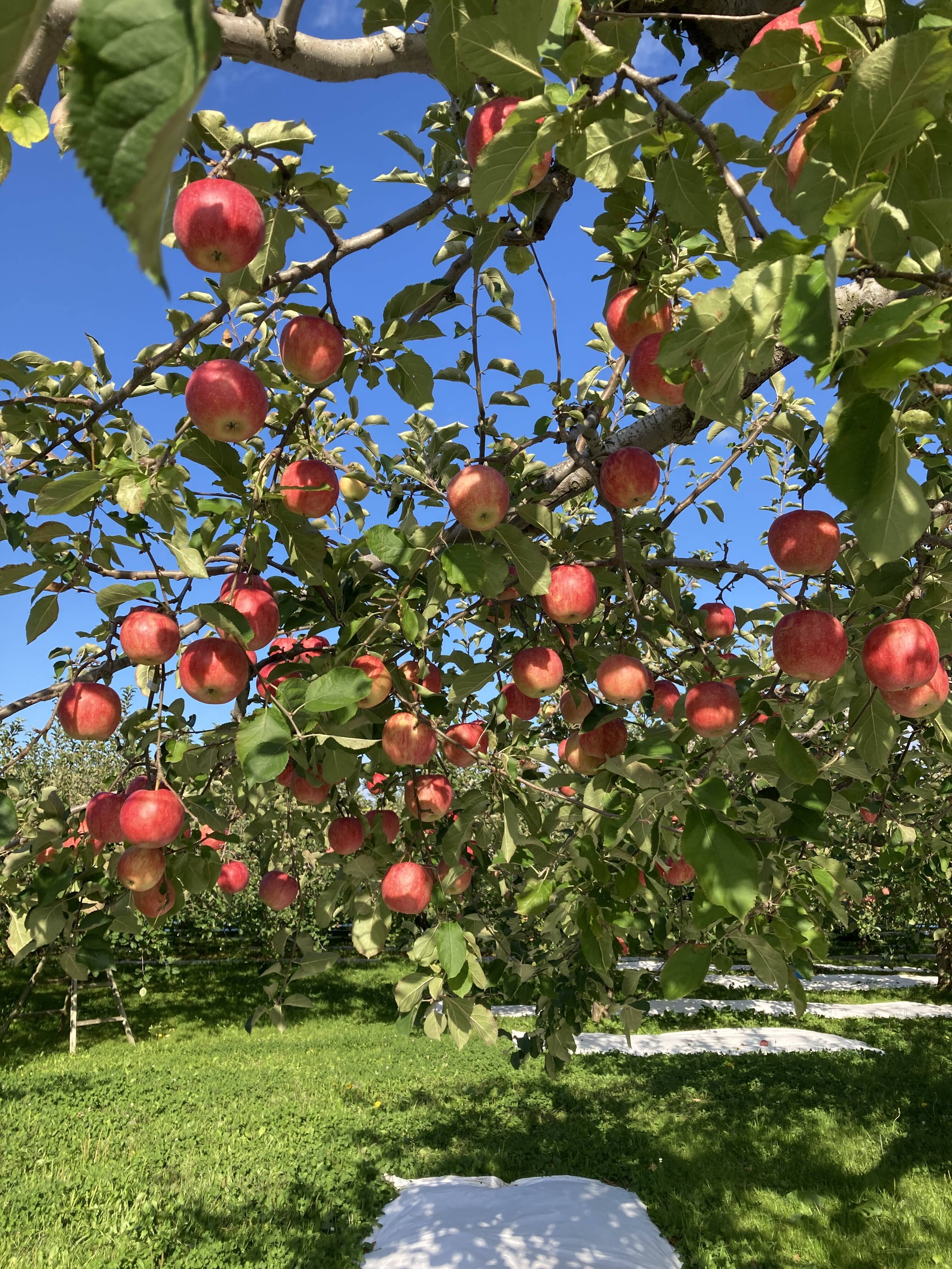 あらやりんご園へのレビュー・商品：青森県｜食べチョク｜産地直送