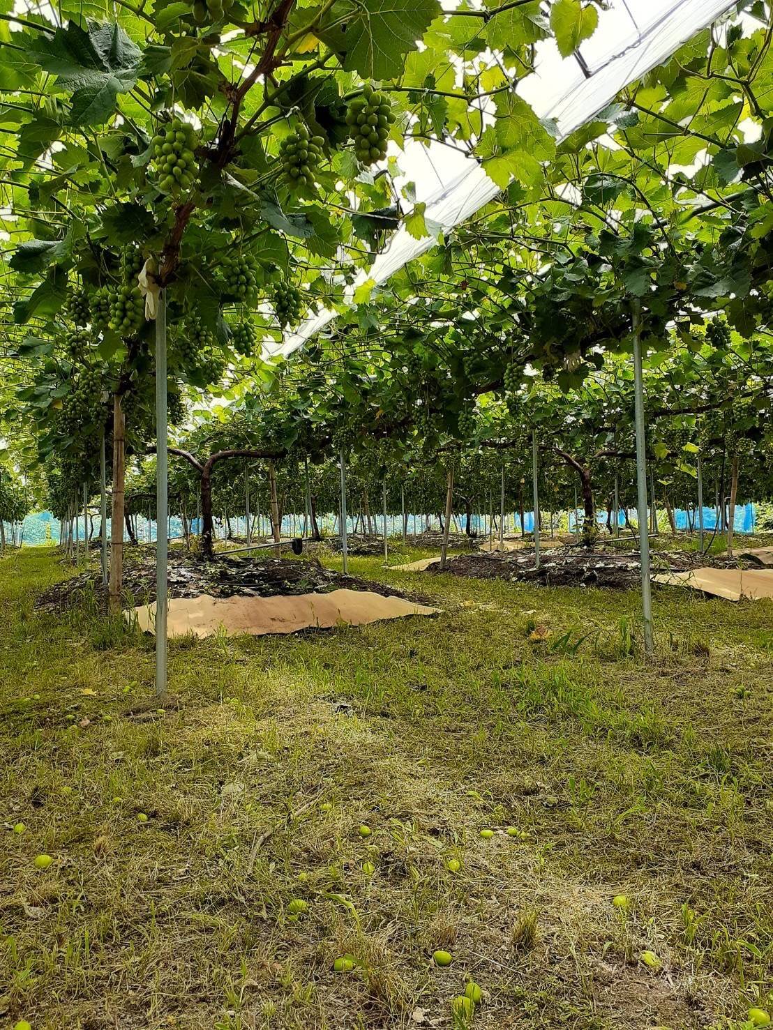 果物の木から植物に育てるもの、亜鉛メッキのゴミ箱