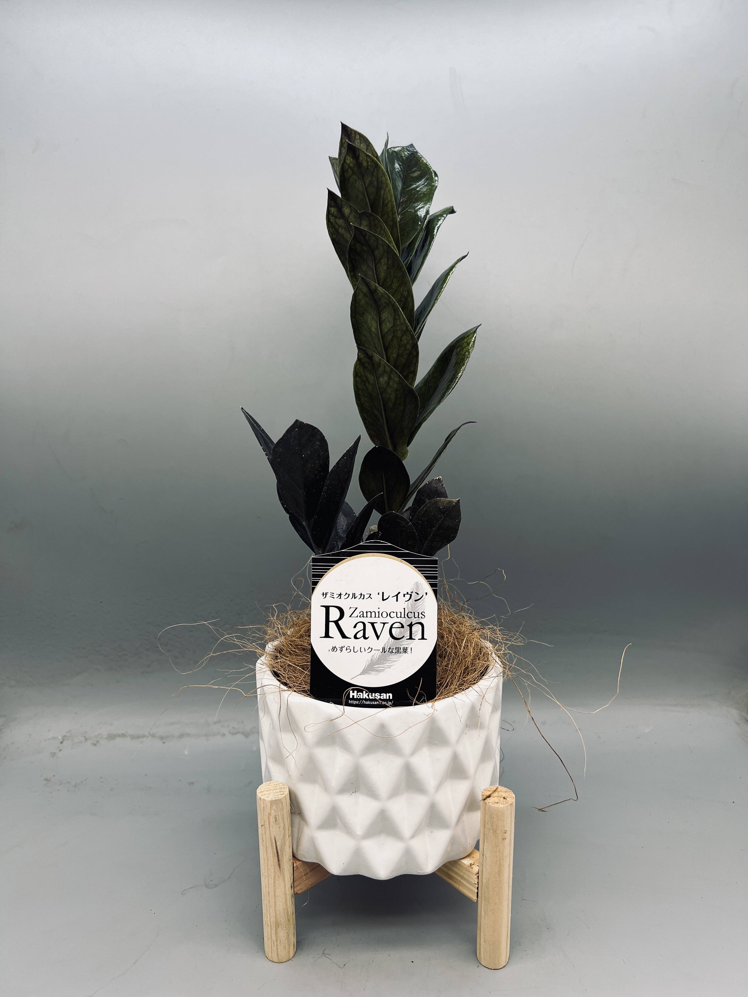 希少品種！】ザミオクルカス・レイヴン 陶器5号：岐阜県産の
