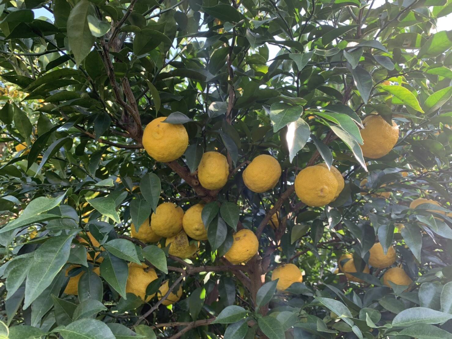 訳あり＊ゆず(７.５ｋｇ)：愛媛県産のみかん・柑橘類｜食べチョク｜産地直送(産直)お取り寄せ通販 - 農家・漁師から旬の食材を直送