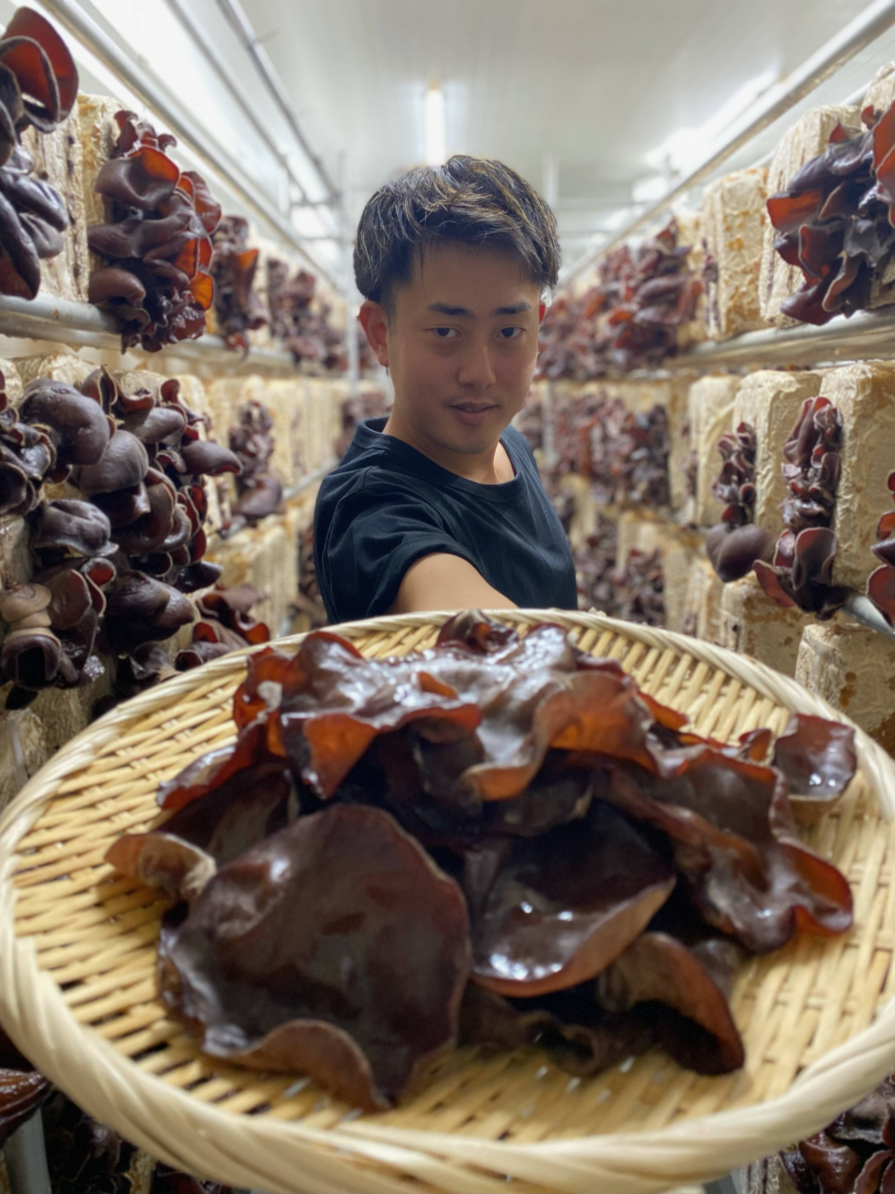 大判・肉厚！大門きくらげ 500g：富山県産のきくらげ｜食べチョク