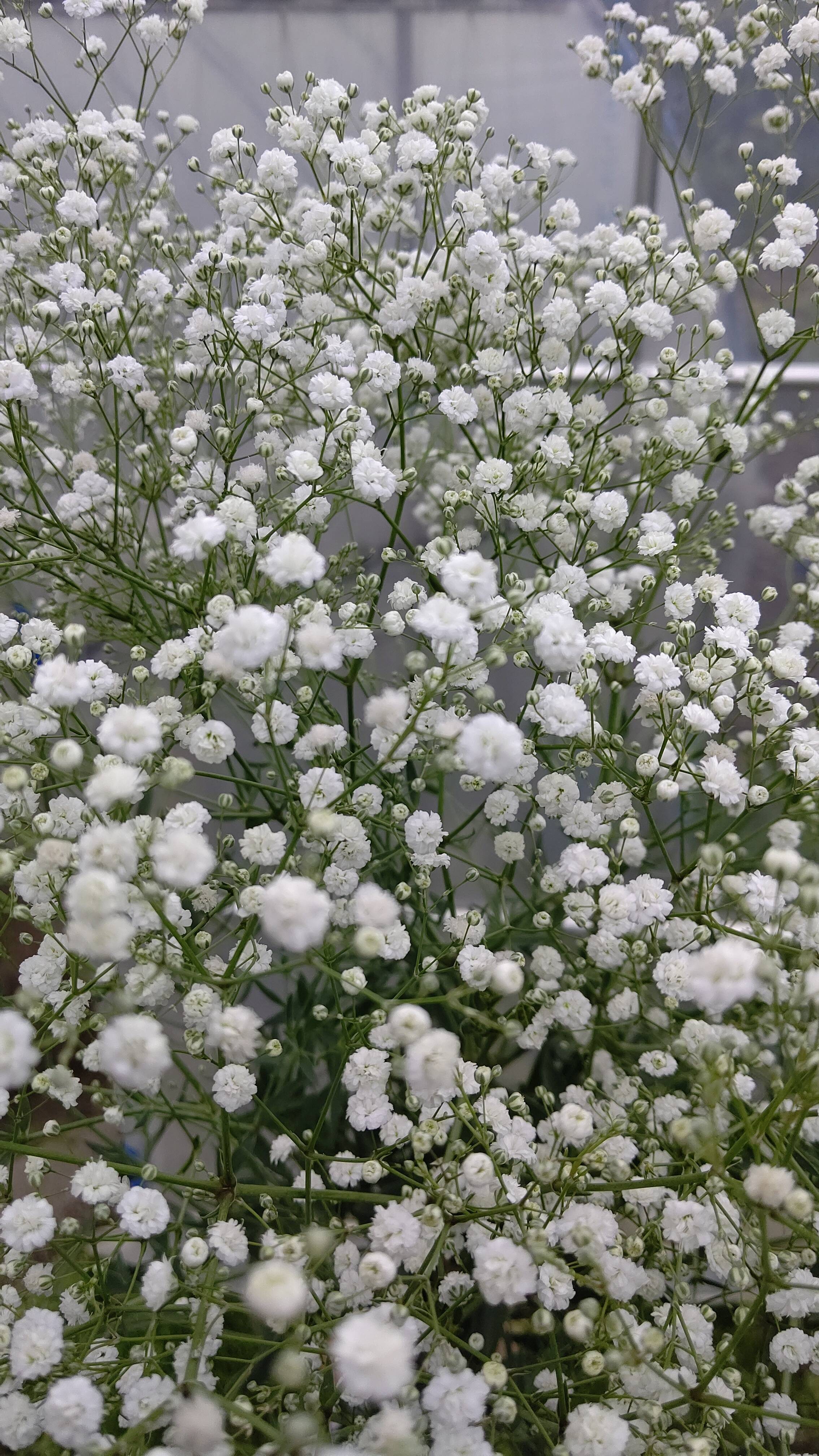 季節限定 カスミ草切花8本 大阪府産の花 植物 食べチョク 産地直送 産直 お取り寄せ通販 農家 漁師から旬の食材を直送