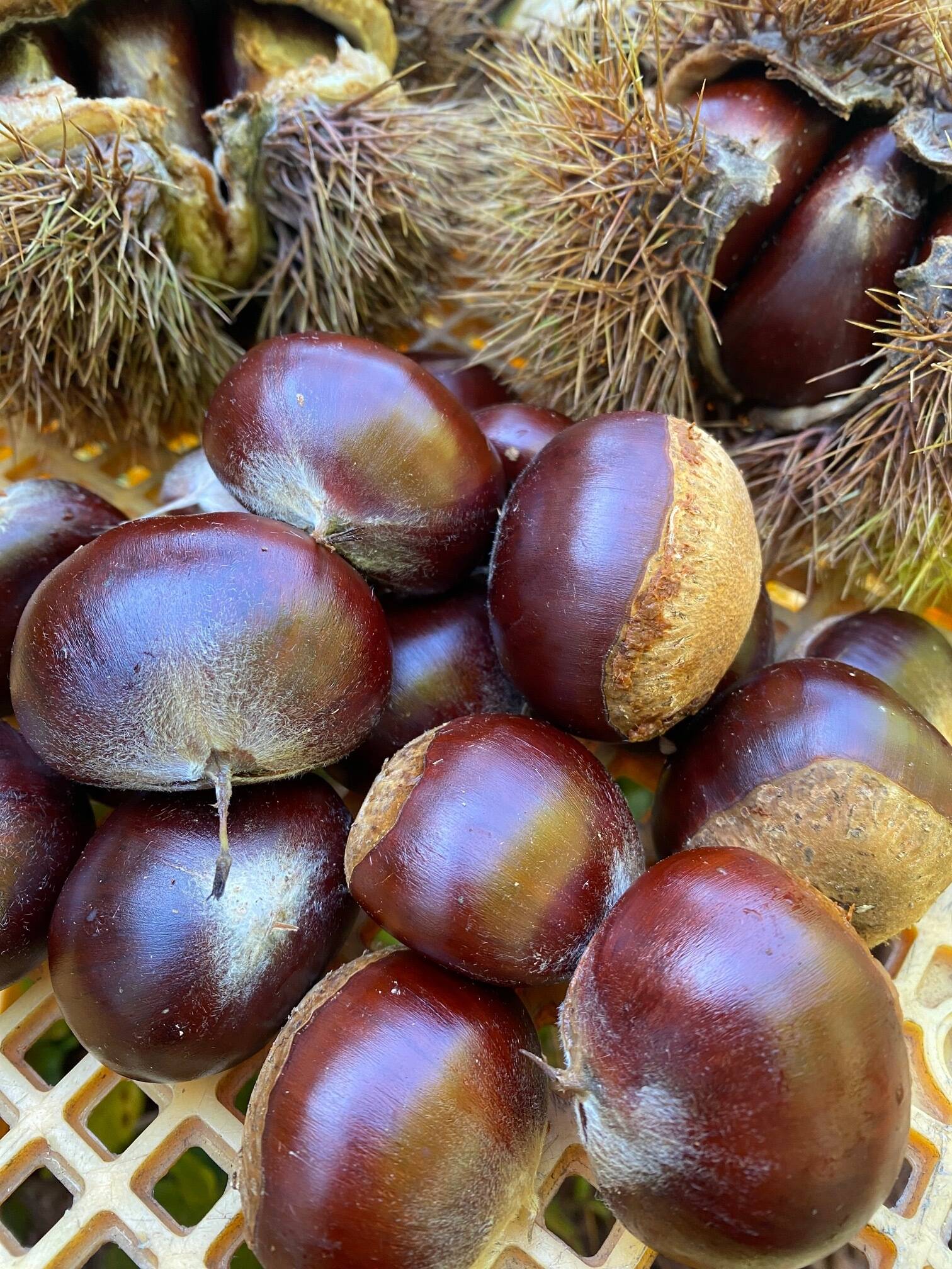 最高峰の幻の栗🌰｜食べチョク｜産地直送(産直)お取り寄せ通販