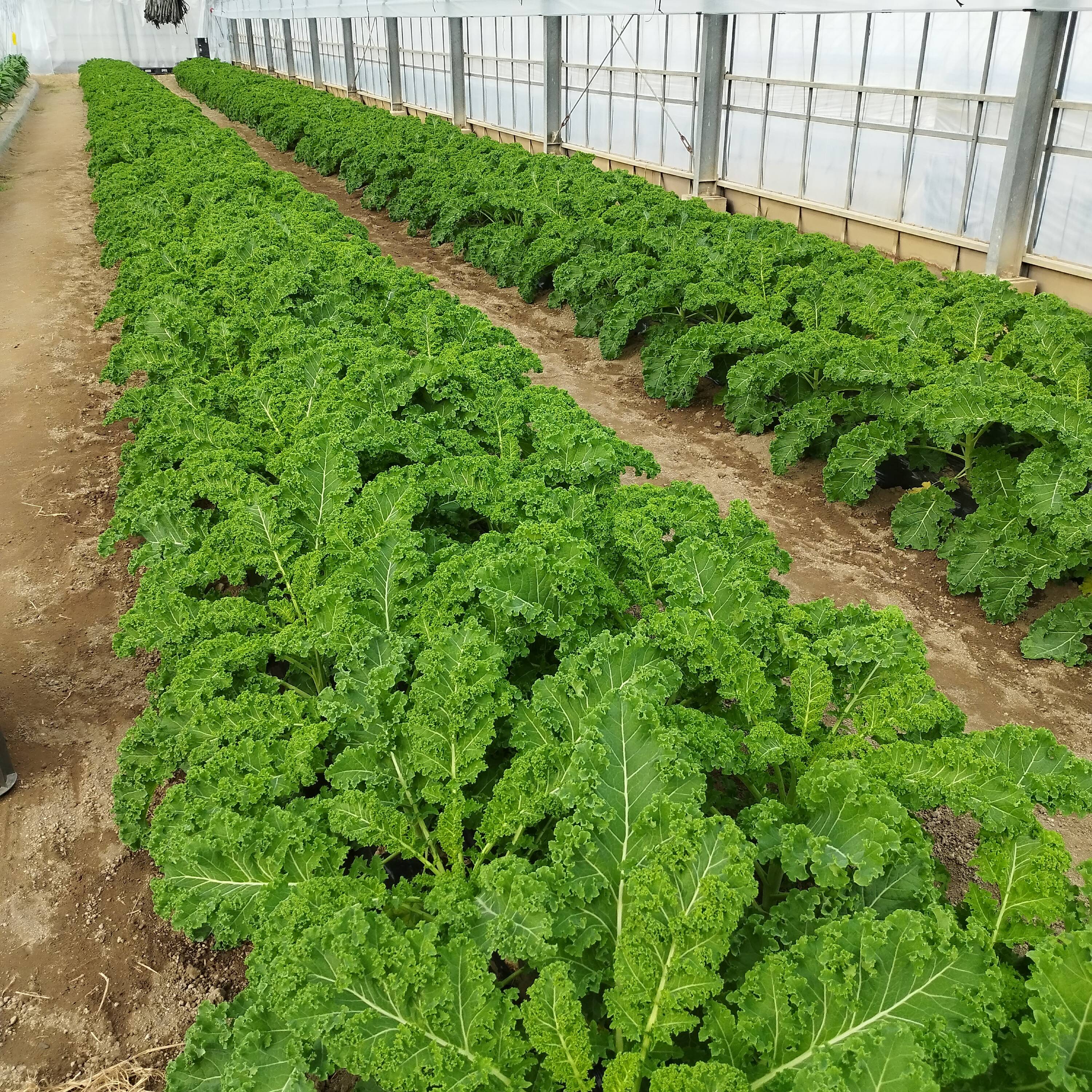 有機栽培！農薬不使用！栄養満点！カリーノケール！1kg！：愛知県産の