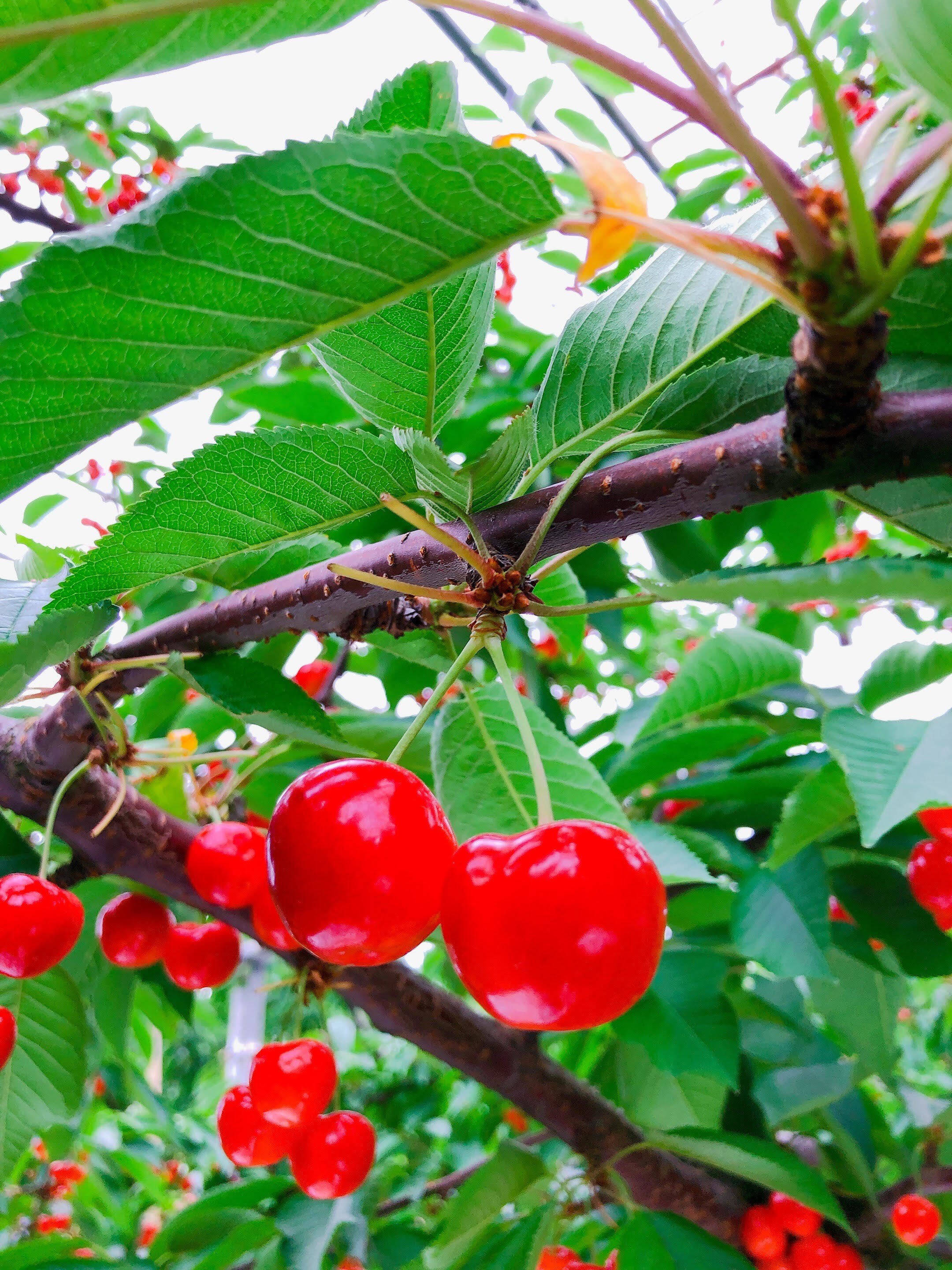 保存版】 さくらんぼ 紅秀峰 秀品 バラ詰め L LL 500g 山形県東根産 紅秀峰バラ500グラム チルド便 クール便 riosmauricio.com 保存版】 さくらんぼ 紅秀峰 秀品 バラ詰め L LL 500g 山形県東根産 紅秀峰バラ500グラム チルド便 クール便 riosmauricio.com