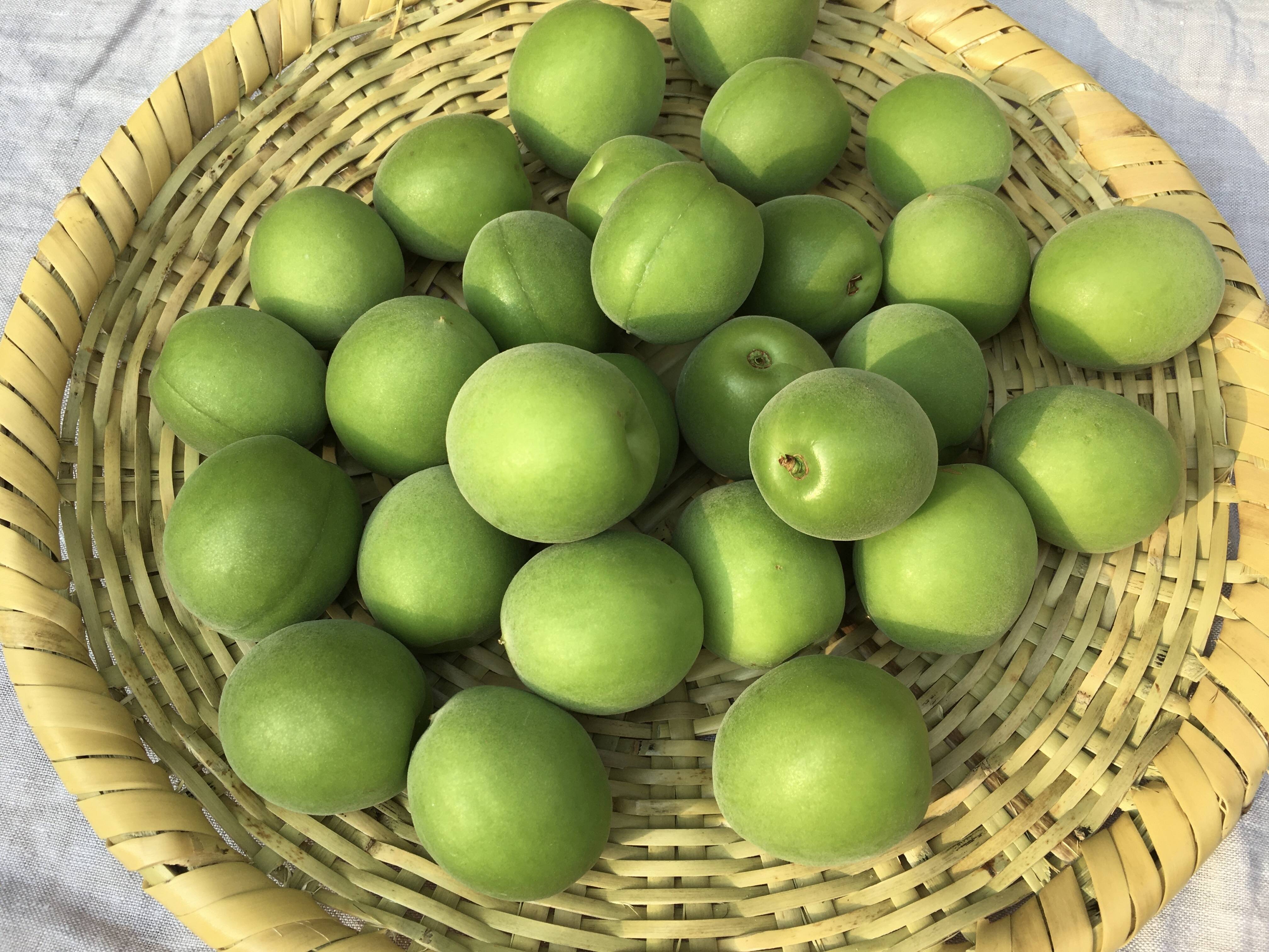 白加賀8キロ　農薬不使用　青梅 白加賀・青梅】自然栽培 農薬・化学肥料不使用！サイズ混合1kg