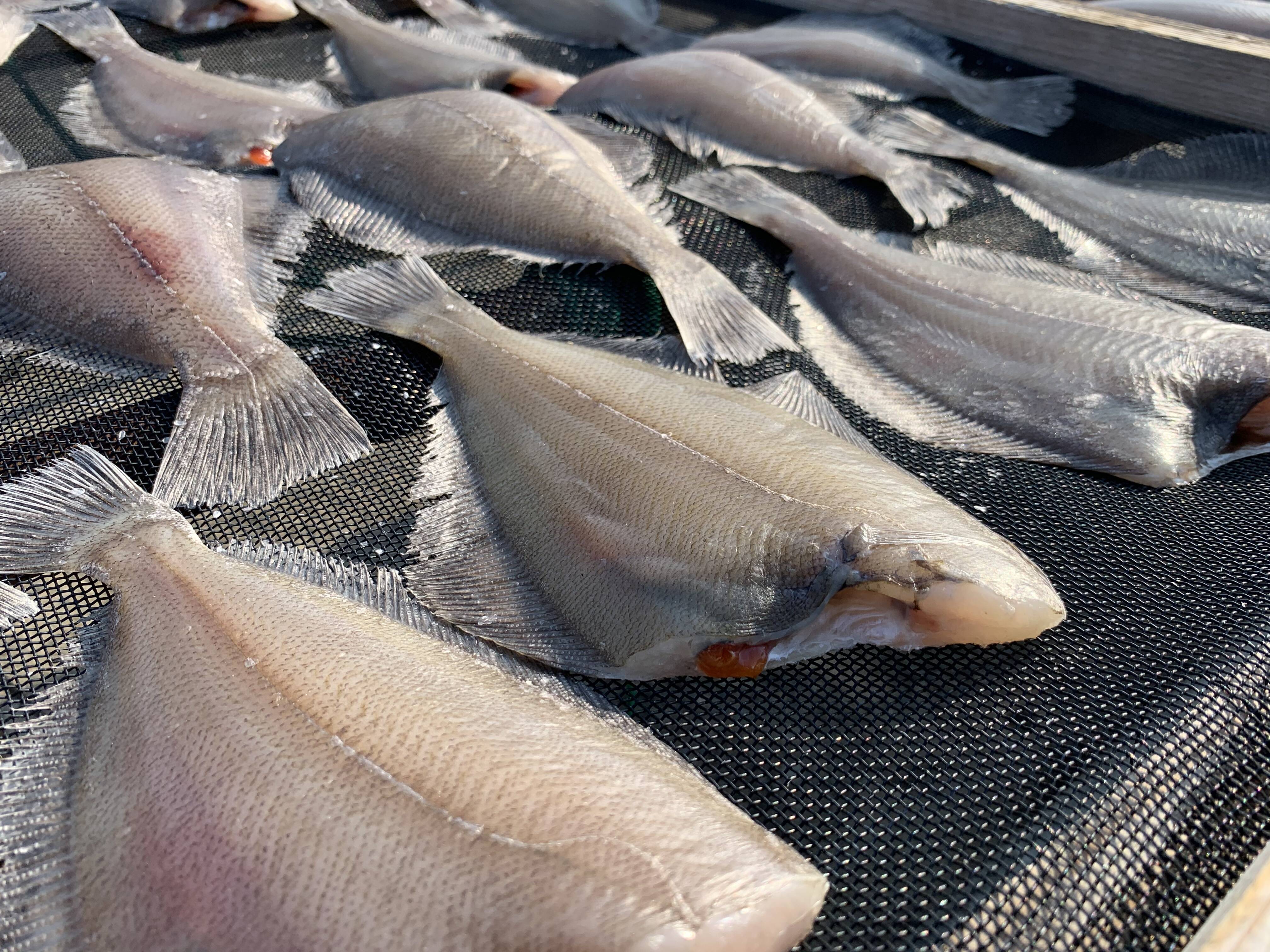 ふんわりホクホク 天日干しムシカレイの干物 千葉県産 食べチョク 農家 漁師の産直ネット通販 旬の食材を生産者直送
