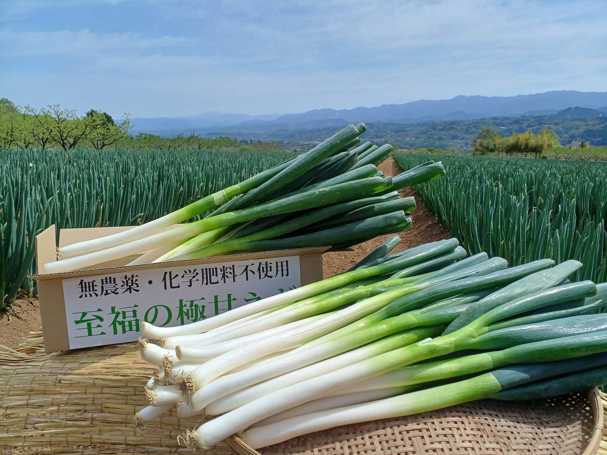 無農薬 長ネギ 白ネギ - 野菜