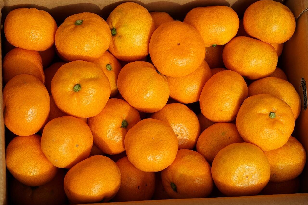 みかんの葉 柑橘類 枝付き50枚プラス 農薬不使用 - 虫類用品