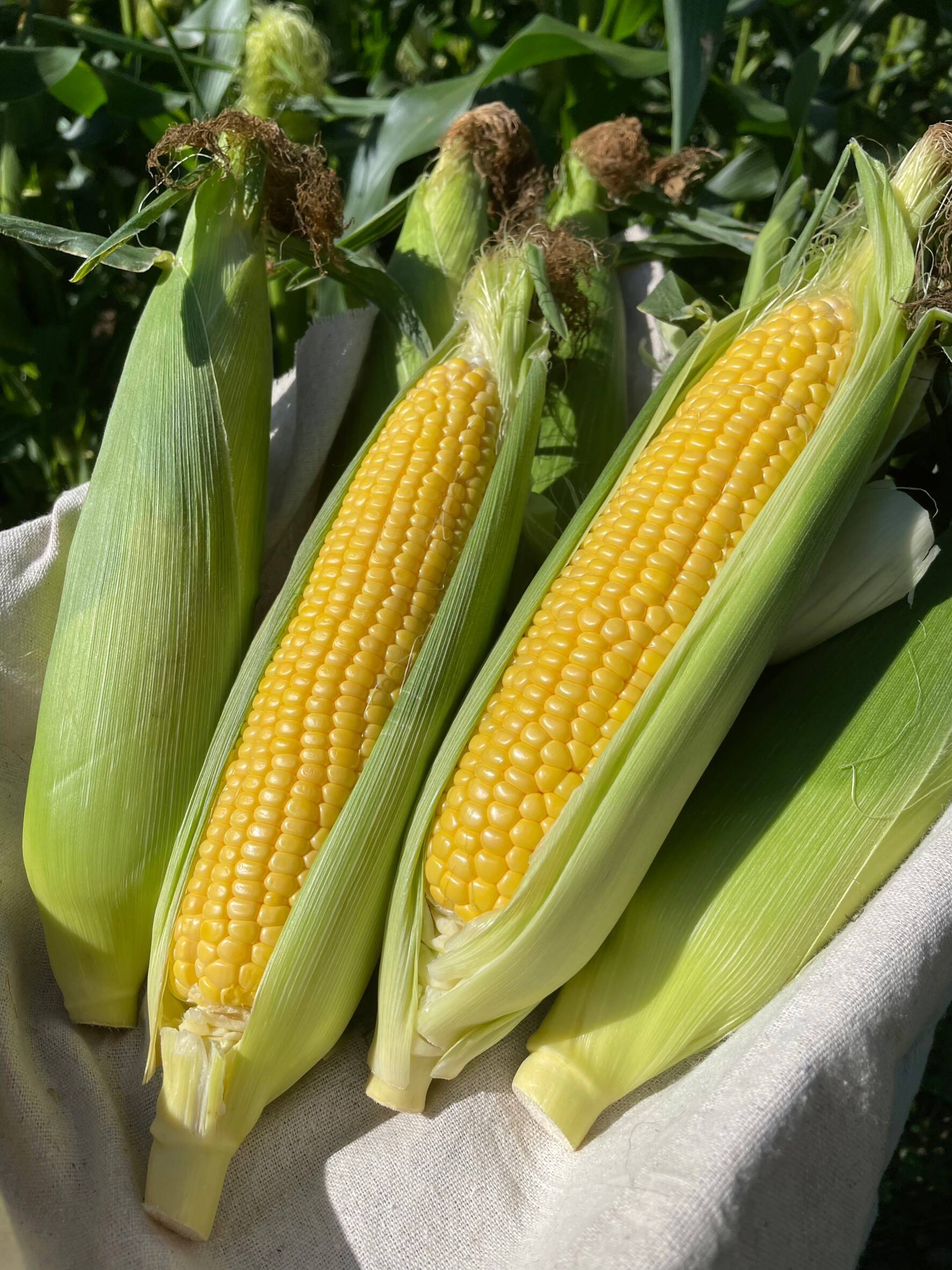 樋沢ブランド／限定2,000本／平均糖度20】とうもろこし ゴールド