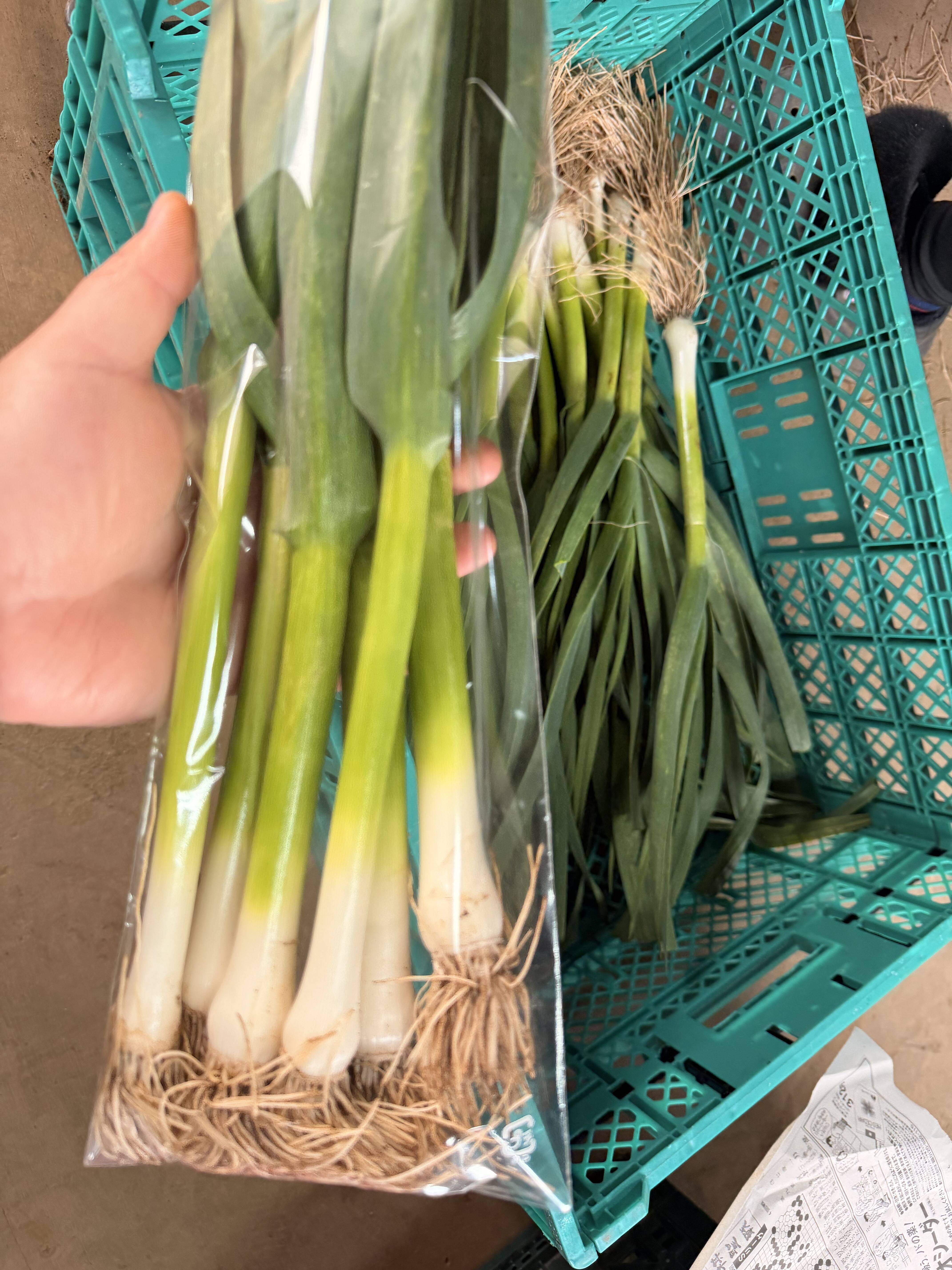 【今だけの旬】露地栽培の濃厚な香り！葉ニンニク 5kg 今だけの旬】露地栽培の濃厚な香り！葉ニンニク｜茨城県つくば市