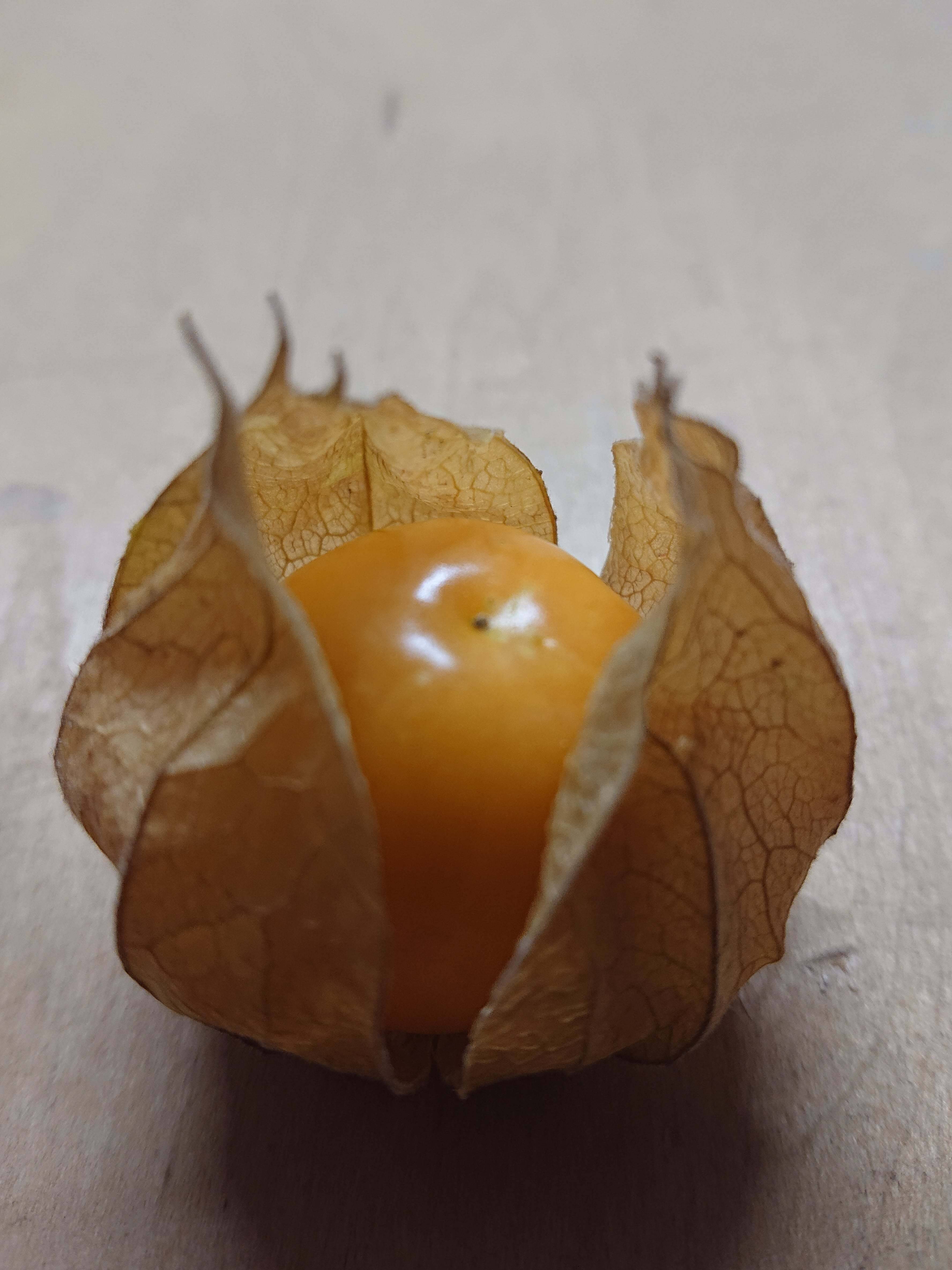 農薬不使用 化学肥料不使用 甘酸っぱい栄養の塊 食用ほおずき 殻付き1パック 約250g 剥き実 約550g 合計約800g以上でお届けします 長野県産の果物 食べチョク 産地直送 産直 お取り寄せ通販 農家 漁師から旬の食材を直送