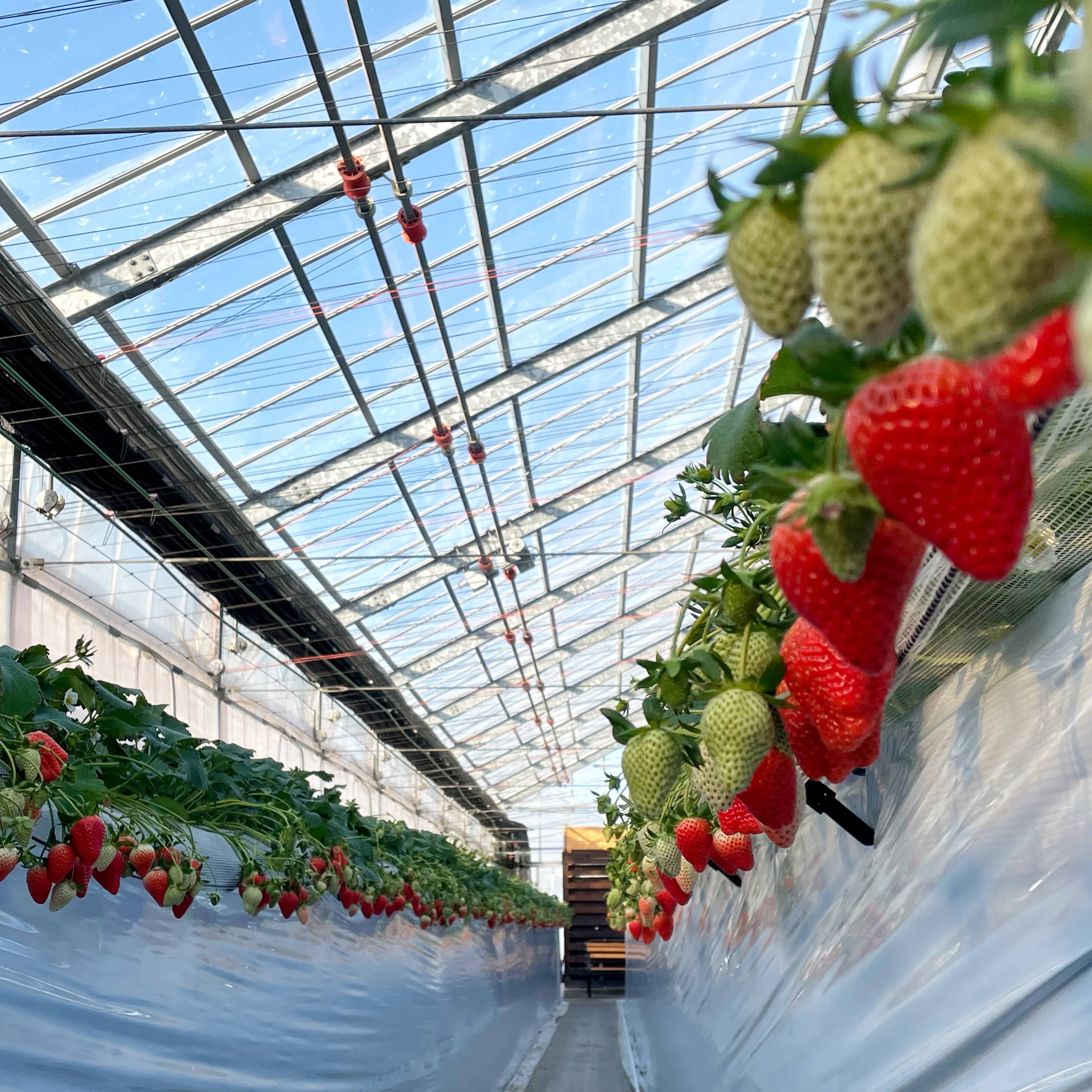 Angelina berrysfarmへのレビュー・商品：埼玉県｜食べチョク｜産地