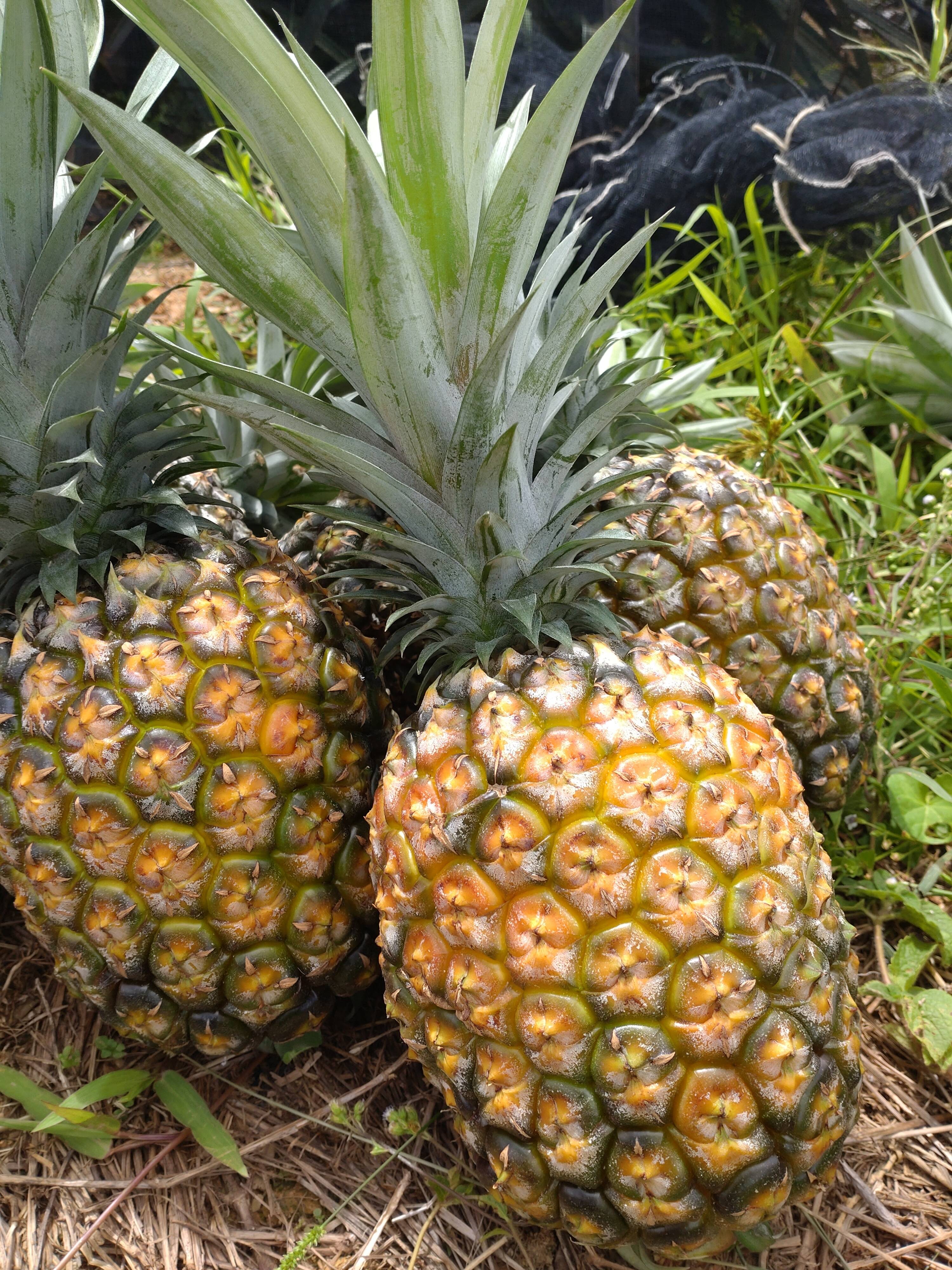 食品 ゴールドバレル大玉4玉