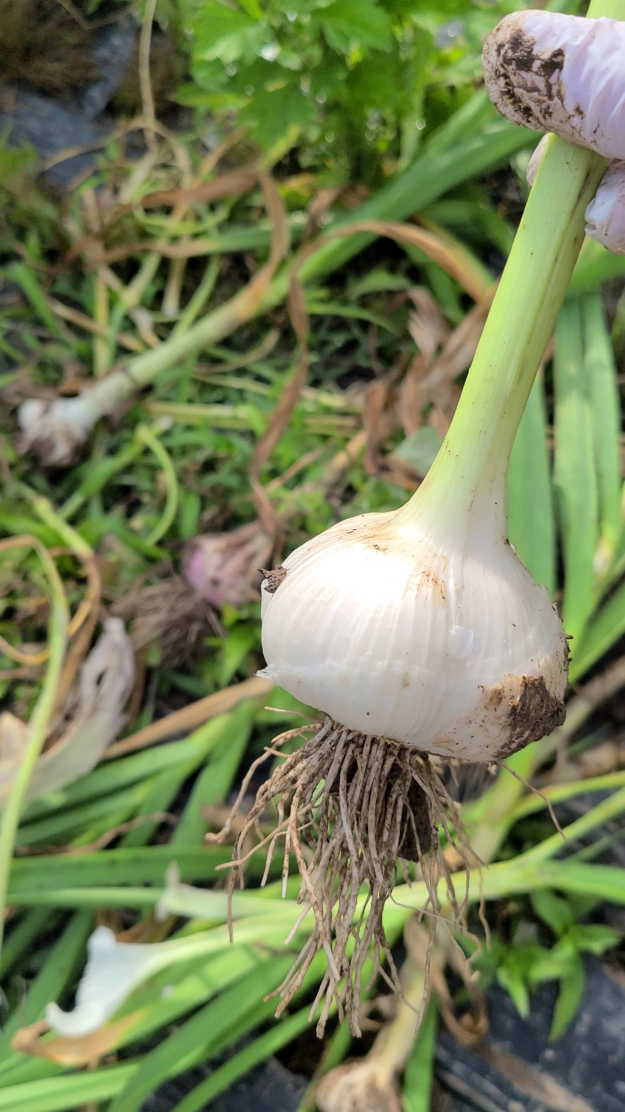 今しか味わえない】生にんにく1kg(栽培期間中:農薬・化学肥料不使用